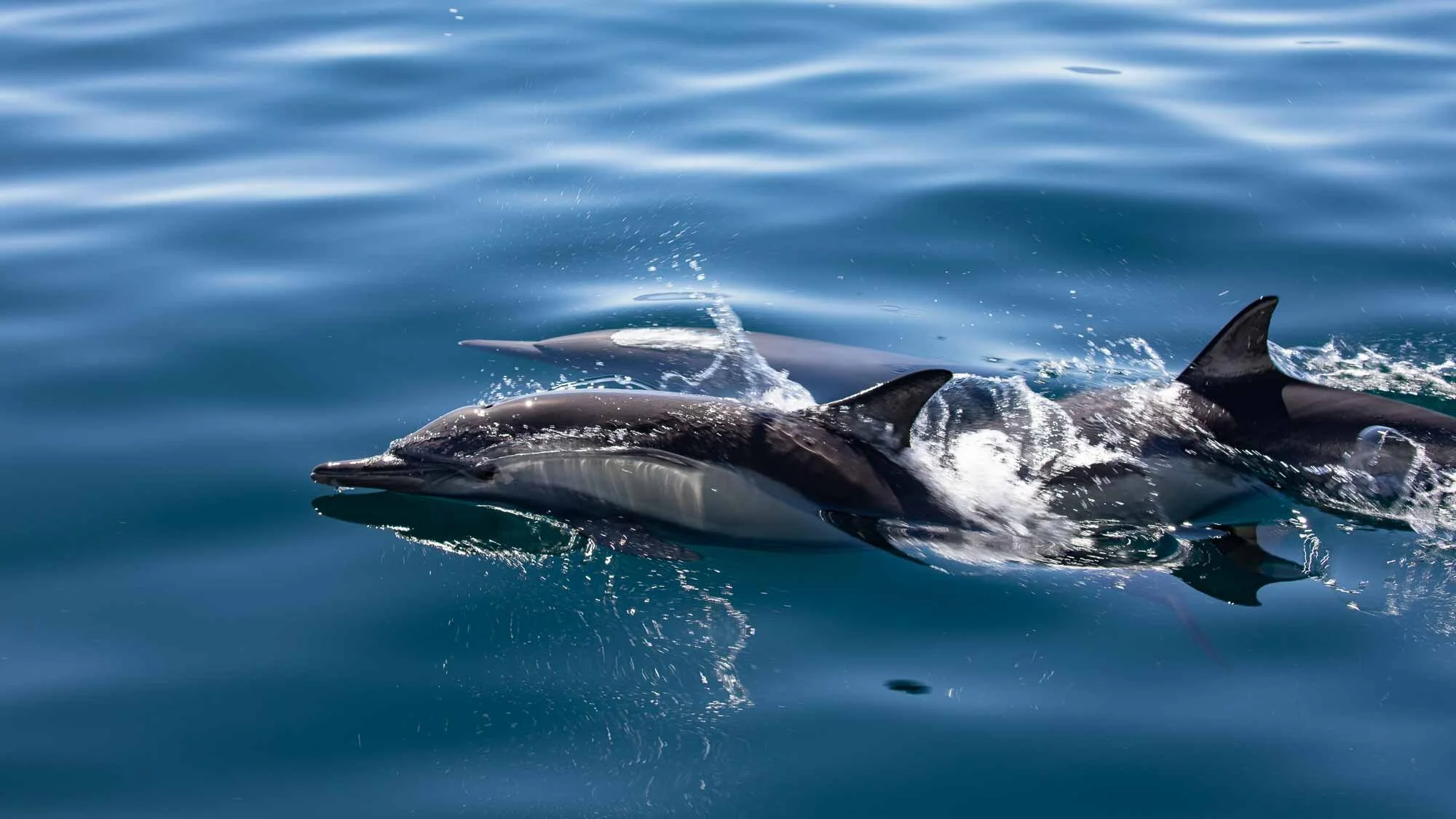 Delfine und Meer