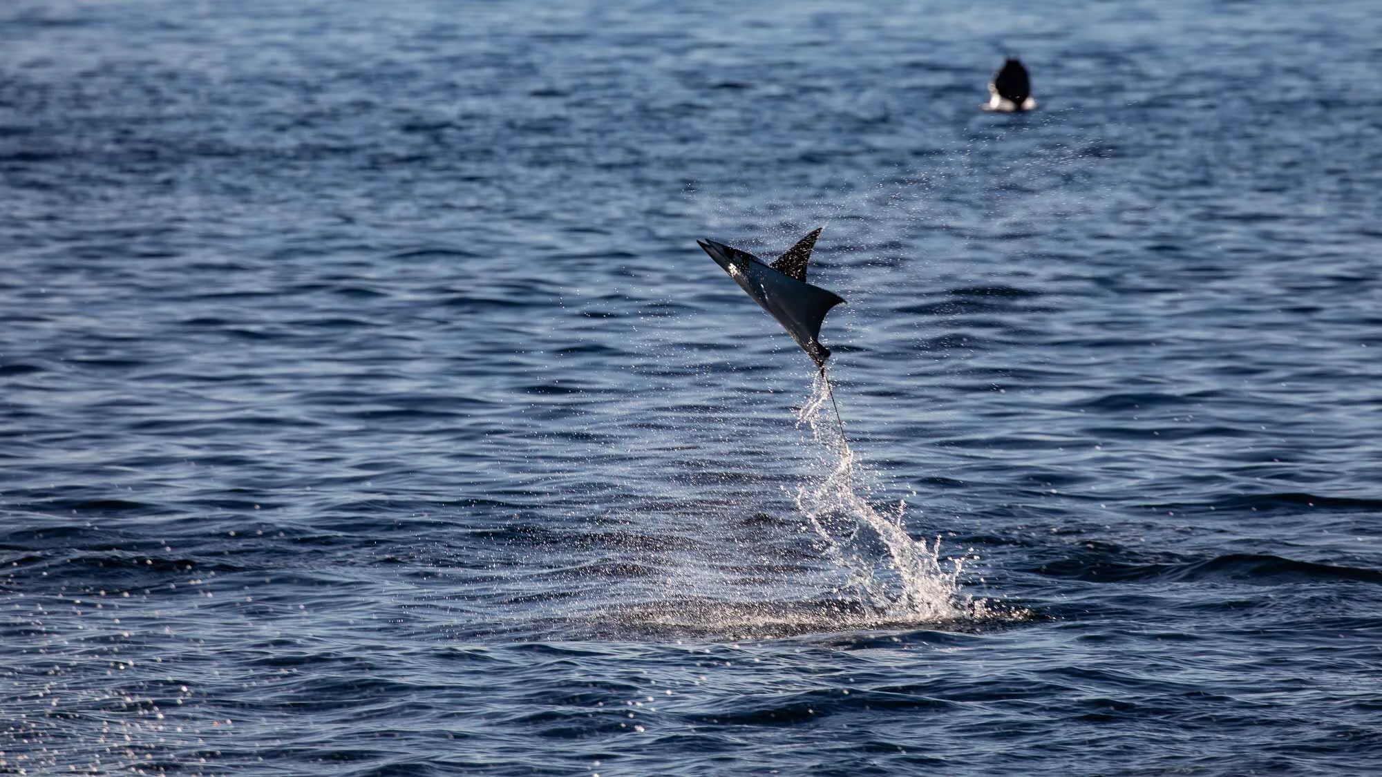 Die Bucht der Tiere: fliegende Rochen