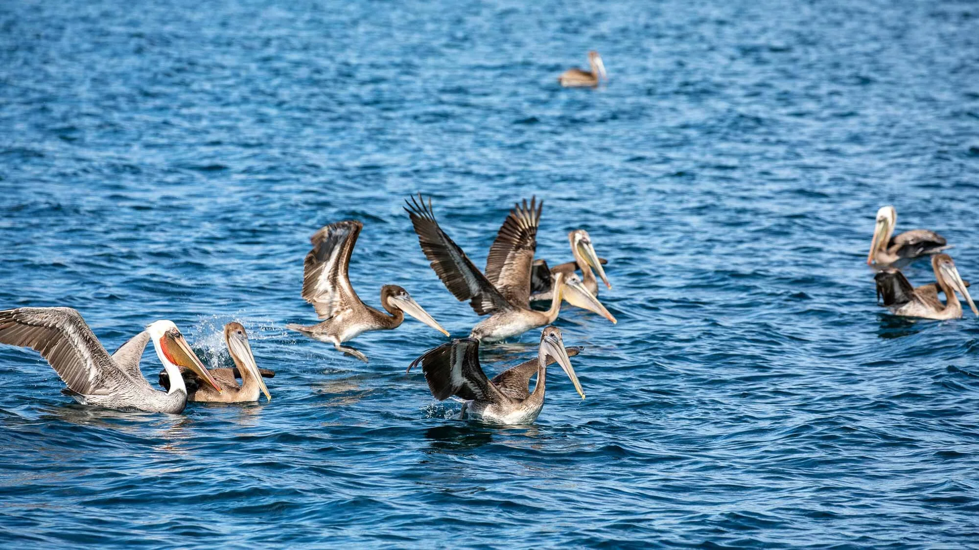 Die Bucht der Tiere: Braunpelikane im Sturzflug