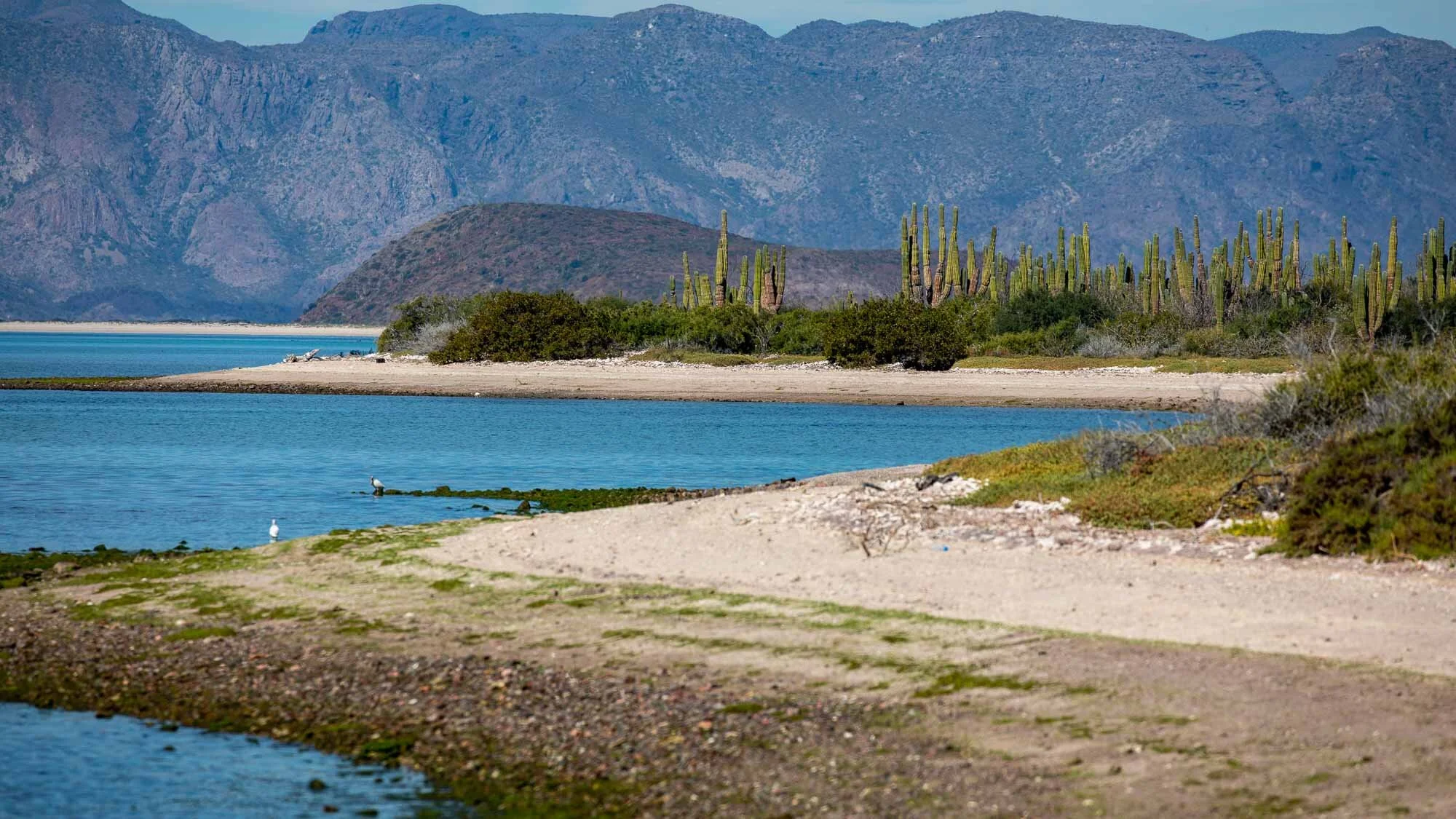 Die Bucht der Tiere: an Land