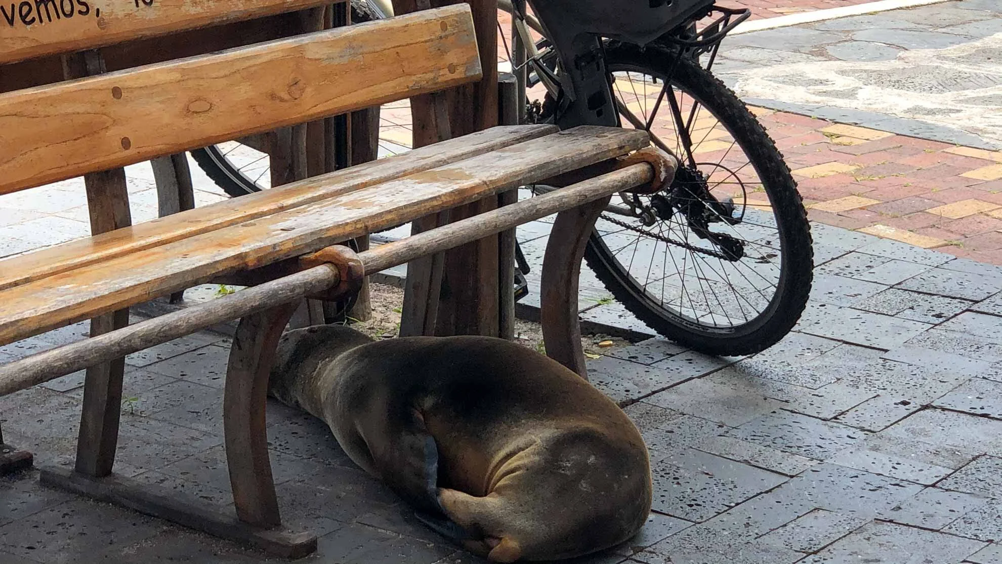 In der Warteschleife auf Galapagos
