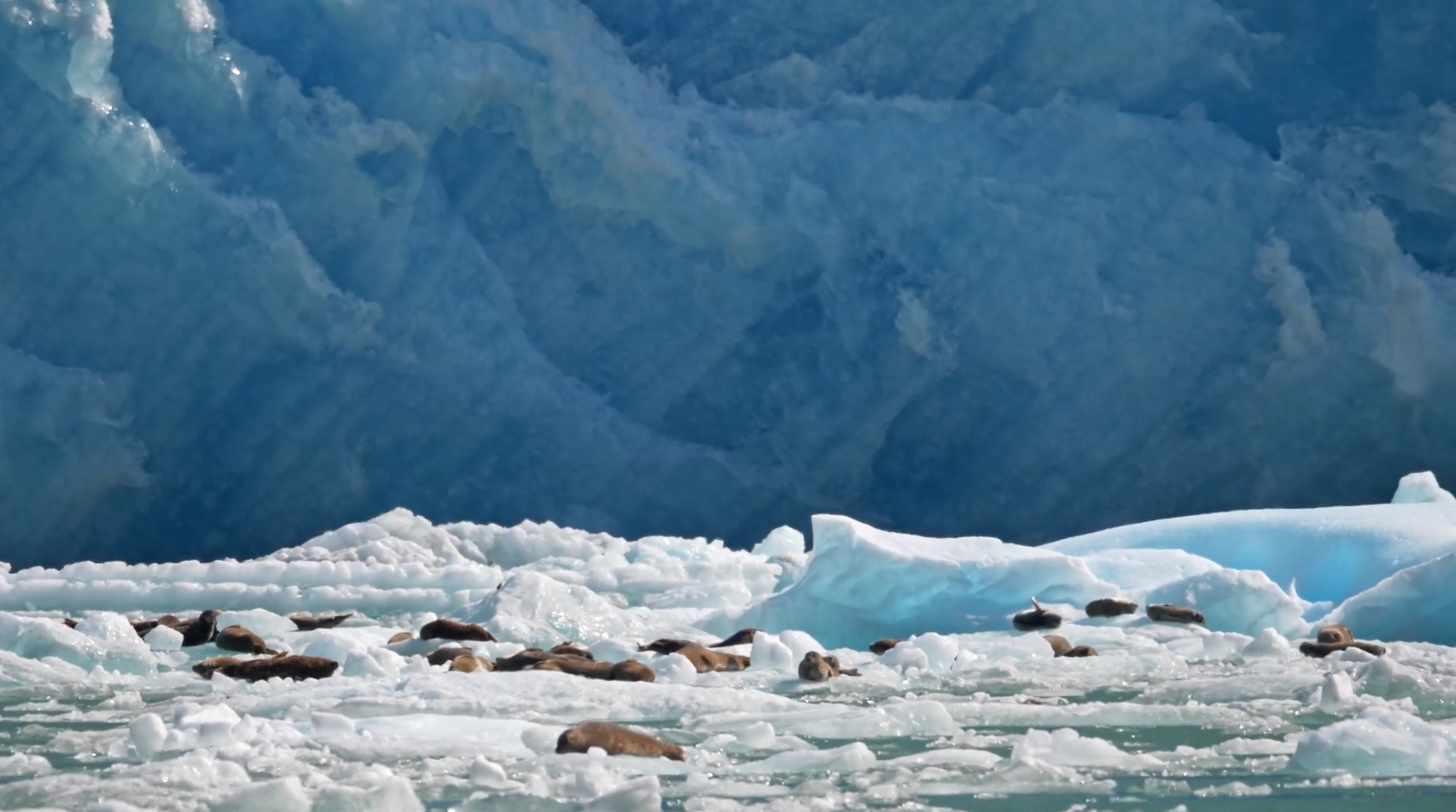 Fern und wunderschön: die Filme zur Alaska-Reise