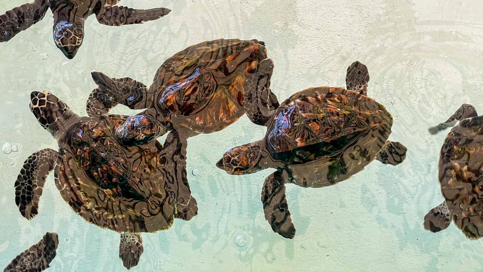 Vom Jäger zum Beschützer