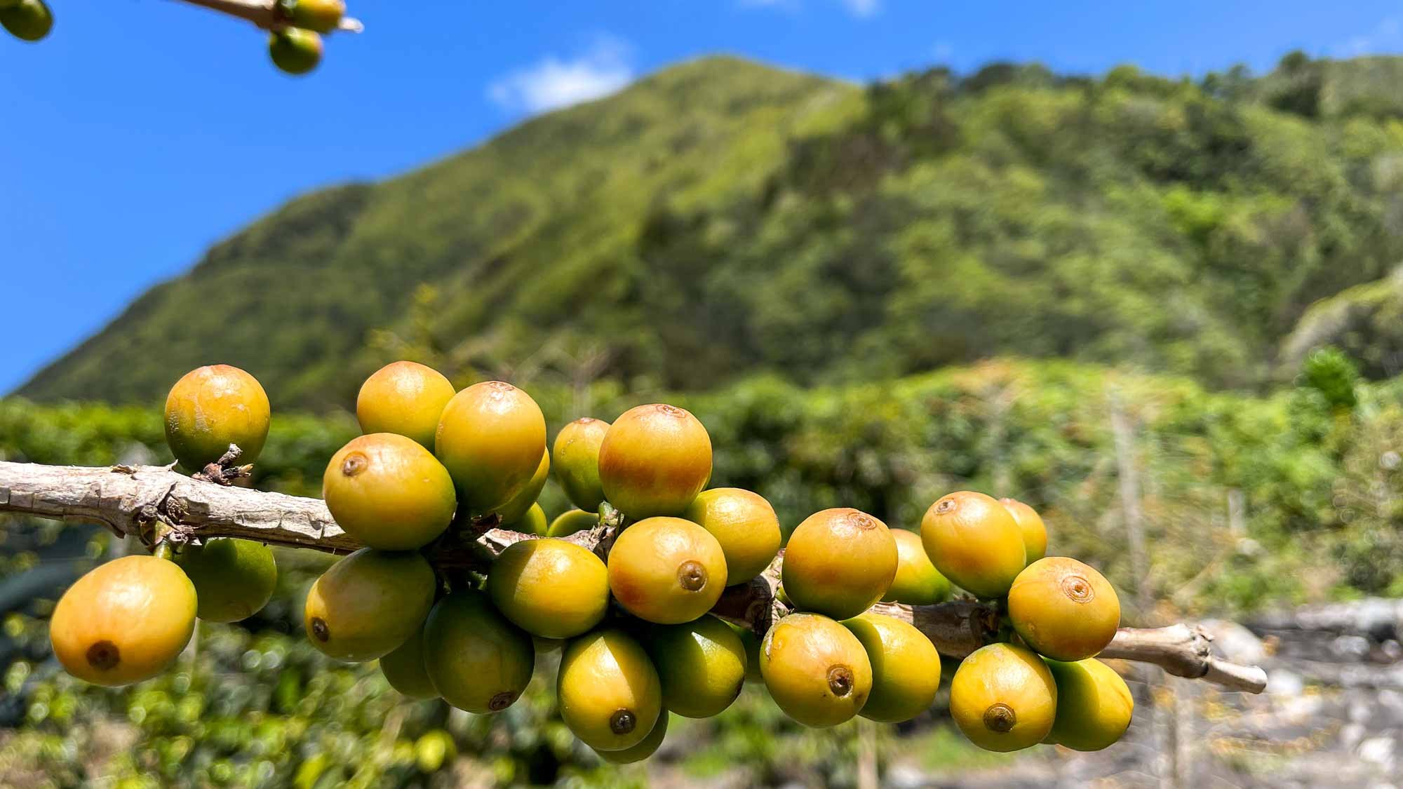 Bedrohte Flora und besonderer Kaffee 