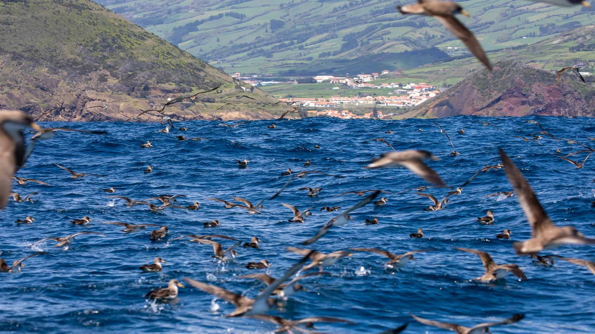 Konzert der Sturmtaucher