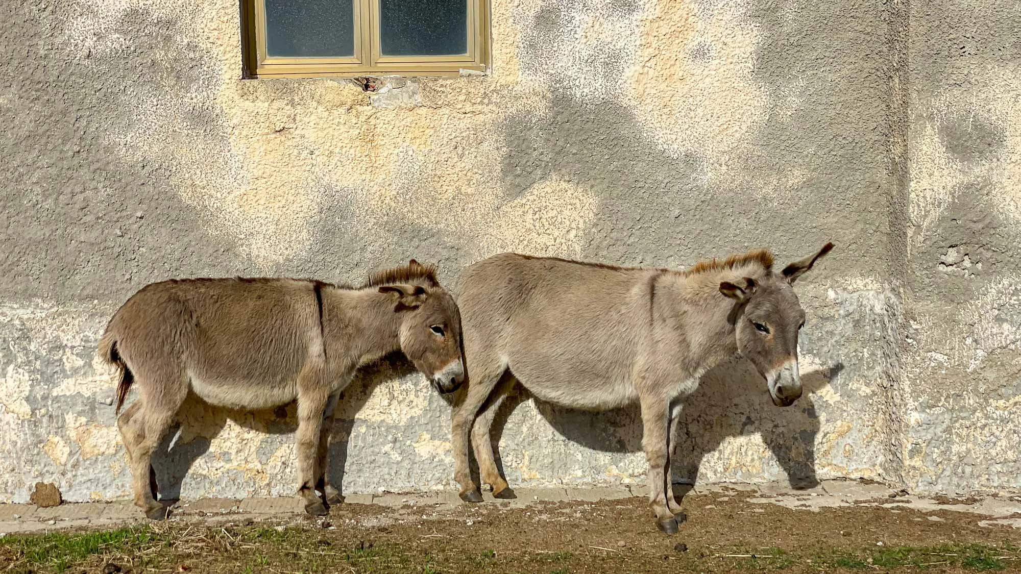 Freie Vierbeiner unter italienischer Sonne