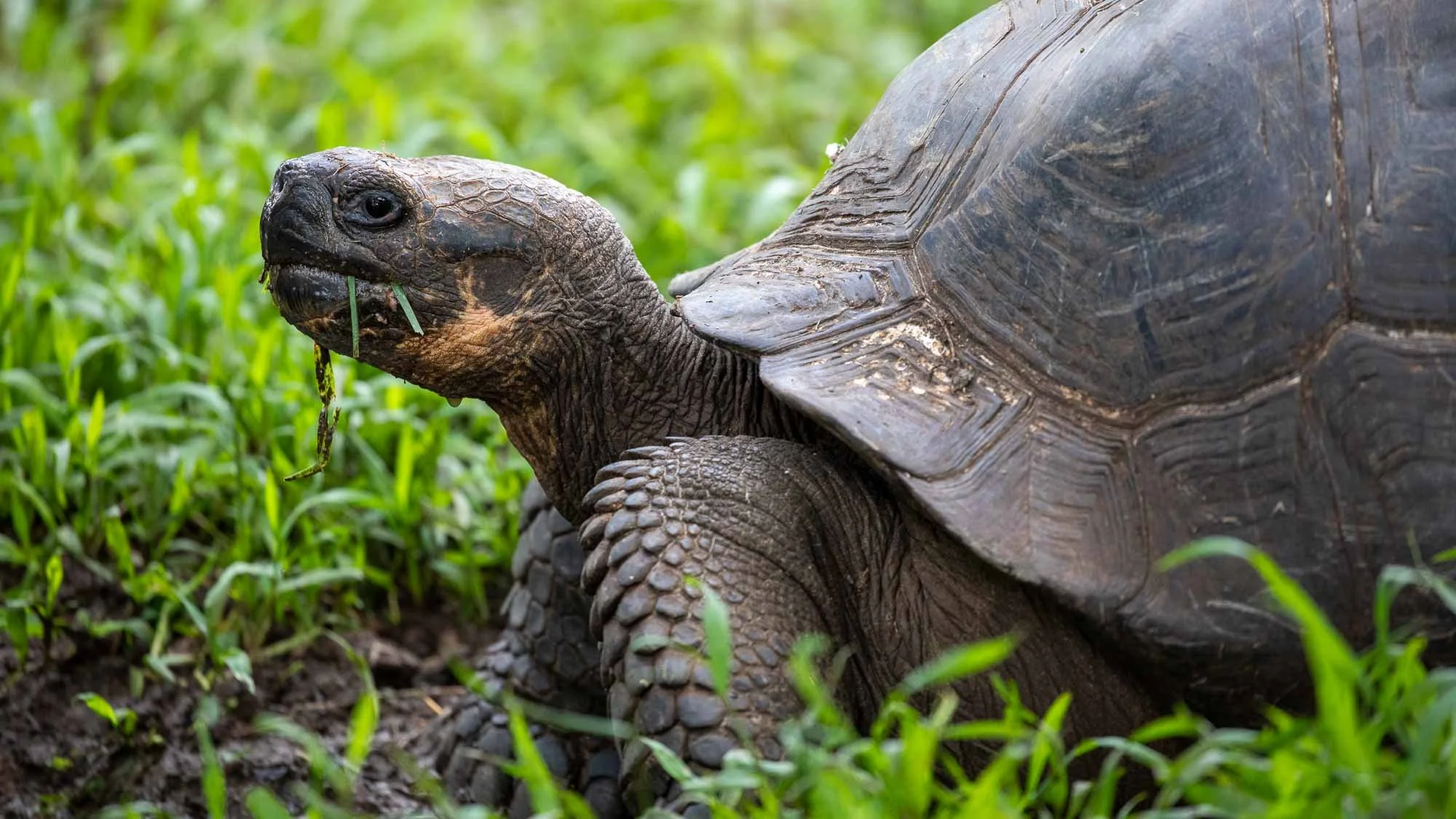 Auge in Auge mit den Riesenschildkröten