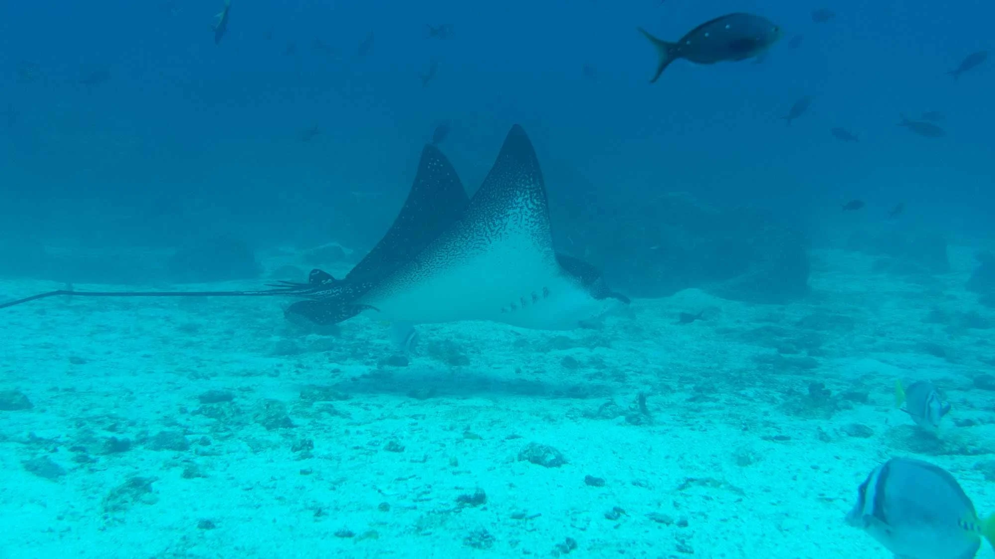 Majestätische Meeresbewohner