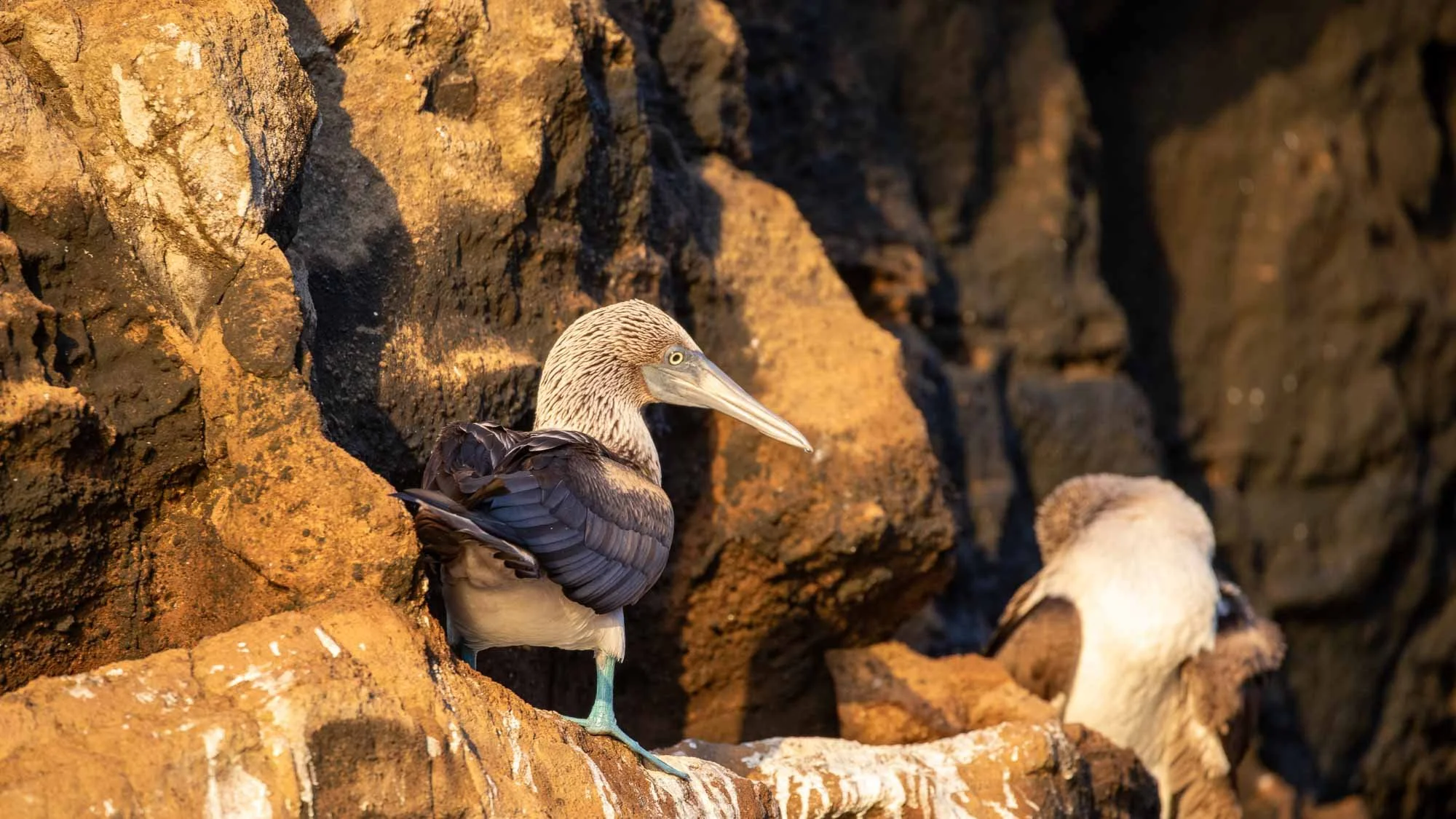 Vögel in den Felsen