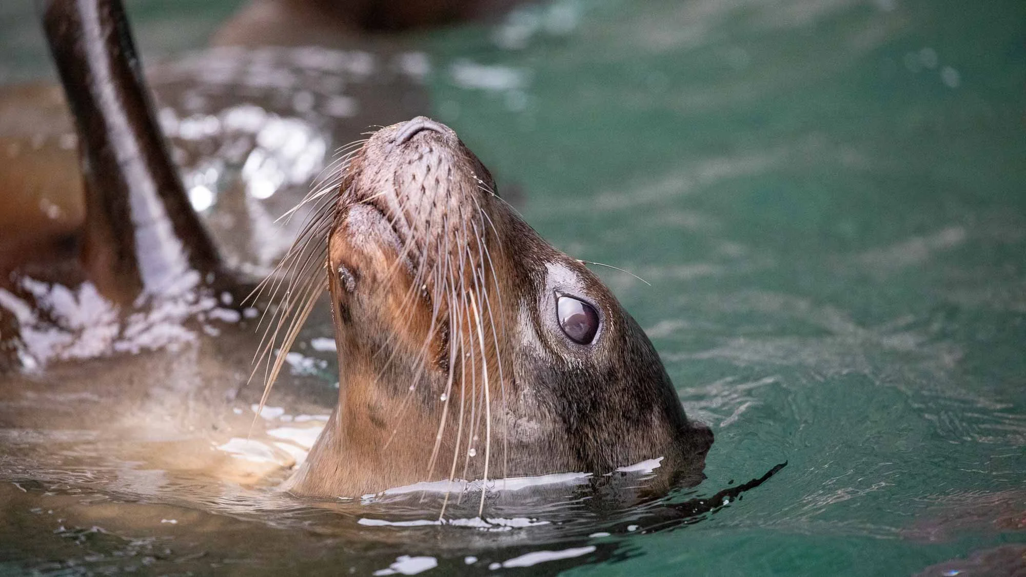 Verspielte Jäger: die Galapagos-Seelöwen