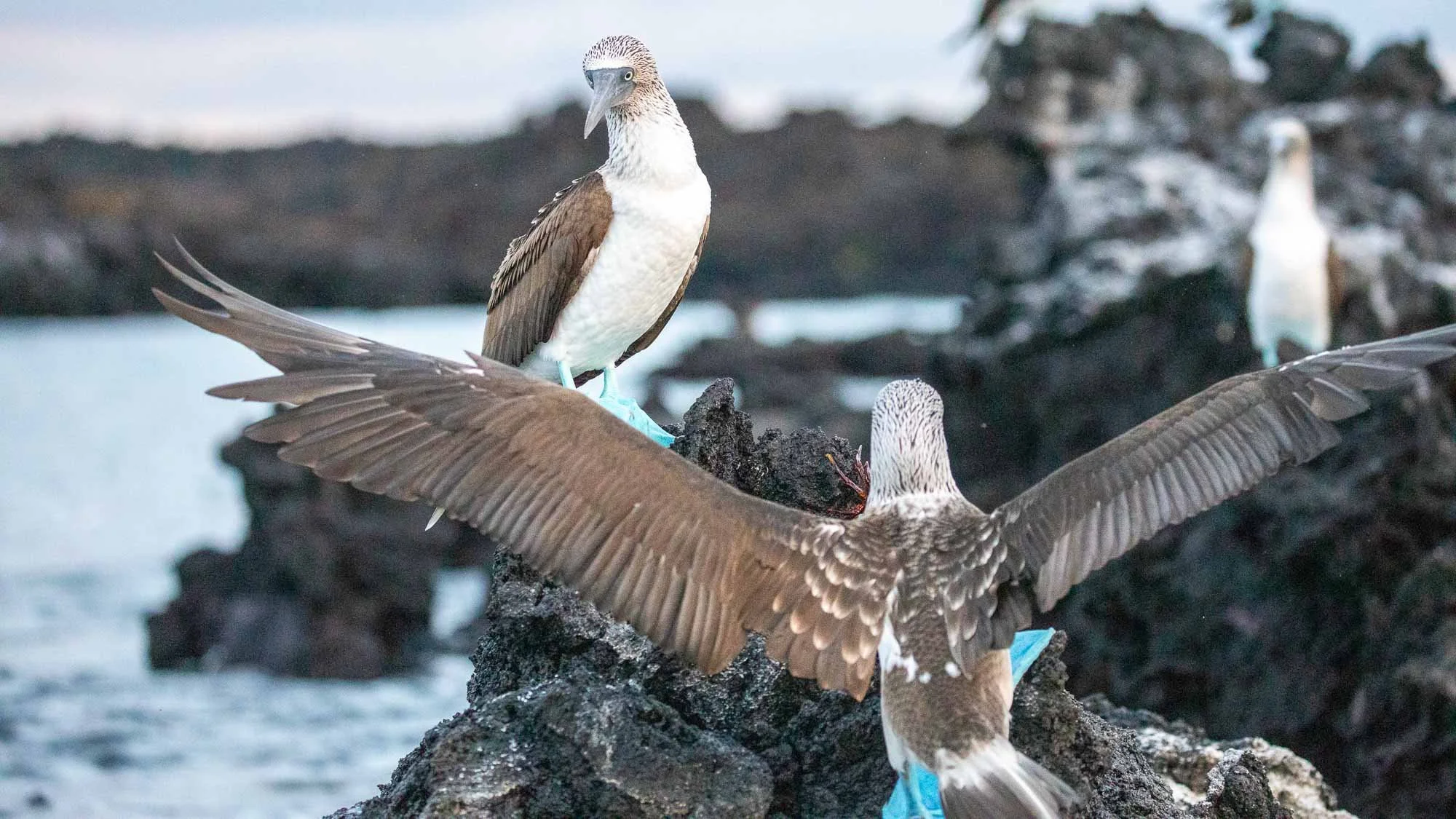 Blaue Füße, wache Augen