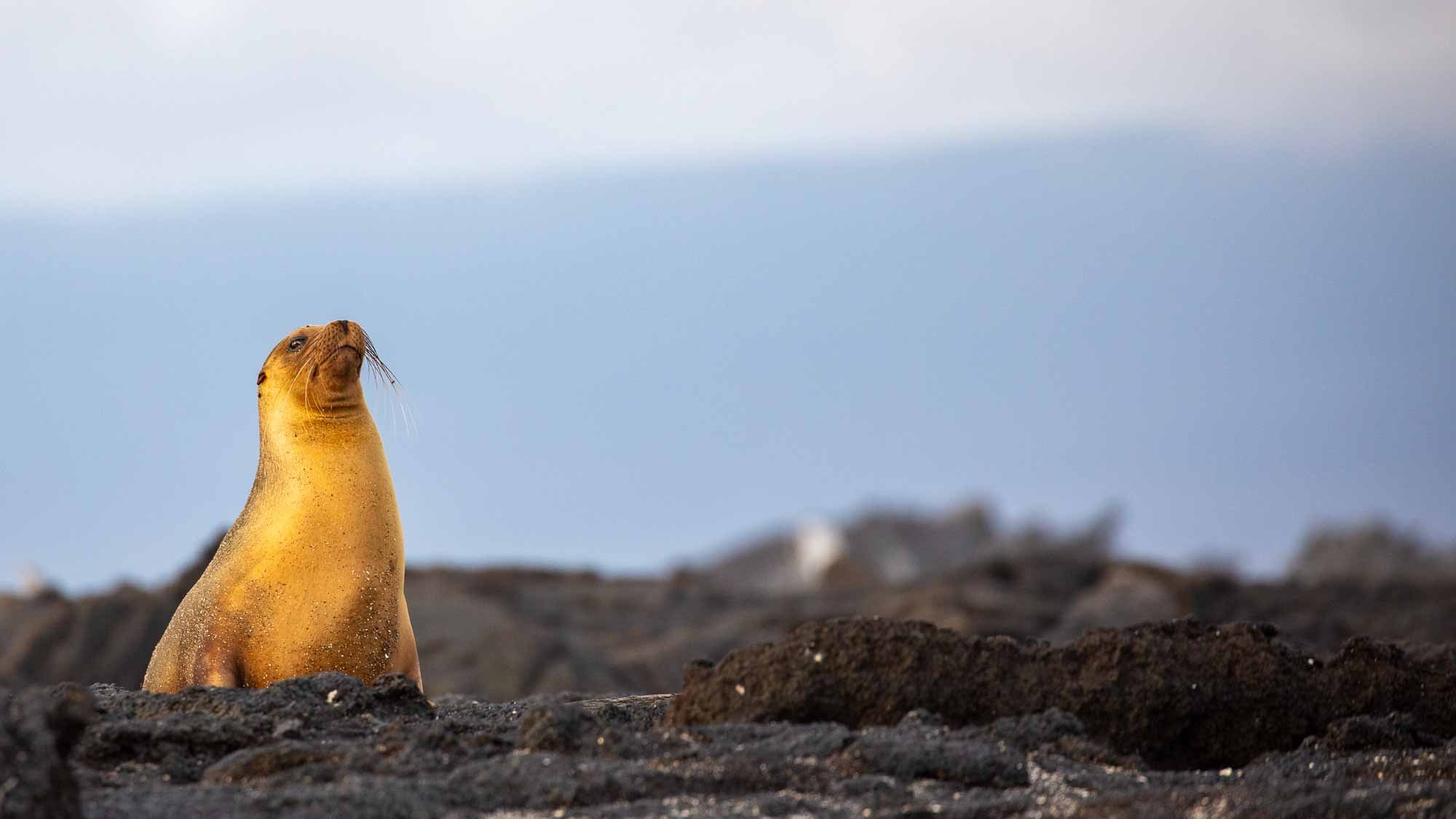 Absoluter Hingucker: die Seelöwen