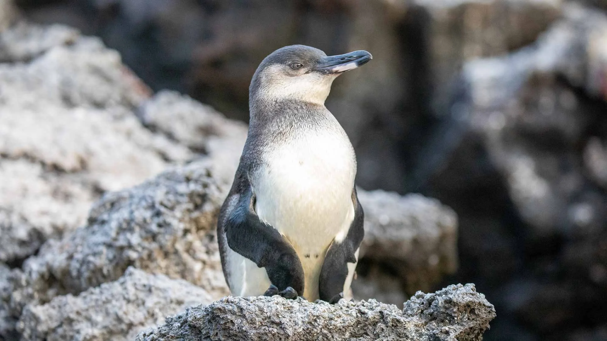 Kleine Pinguine, großes Kino