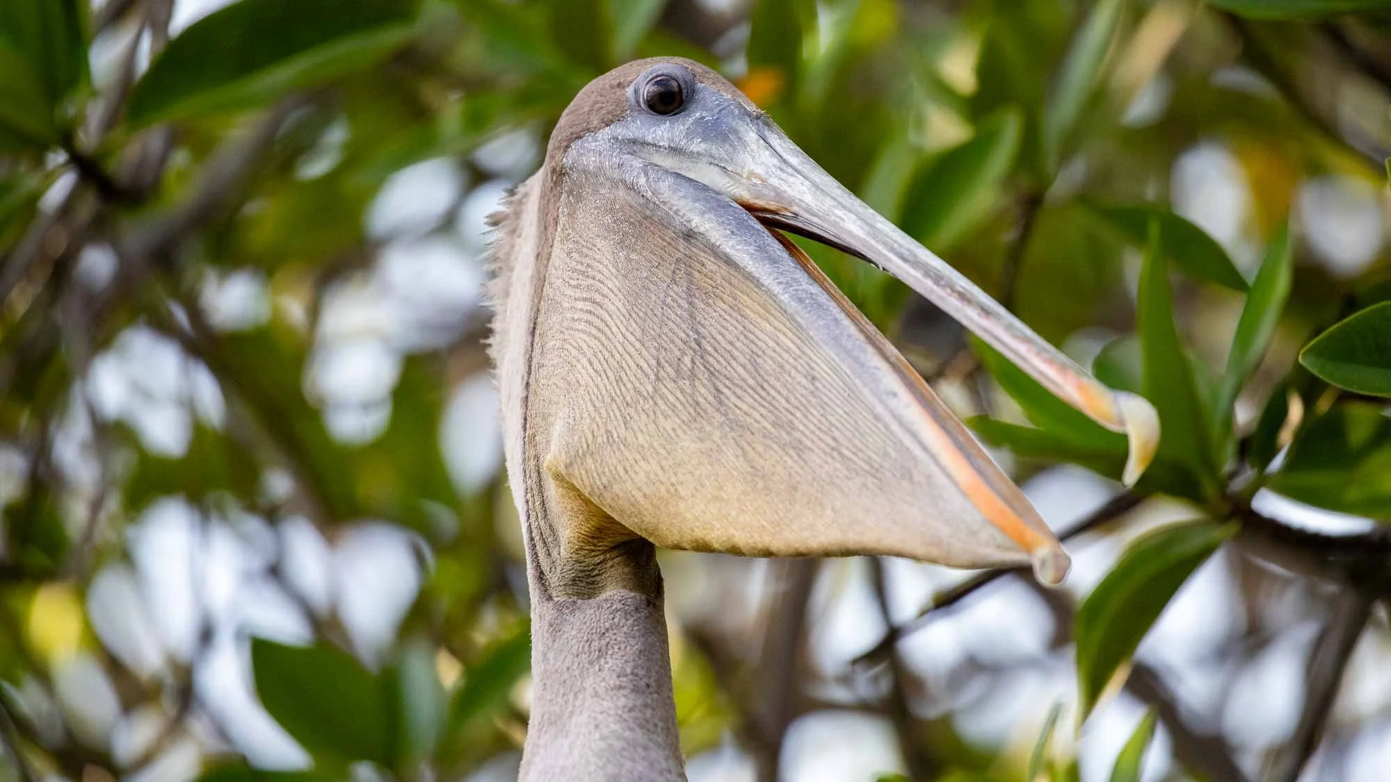 Tour durch die Mangroven