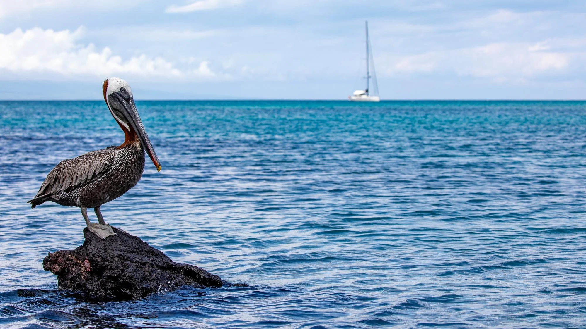 Bei den jungen Pelikanen