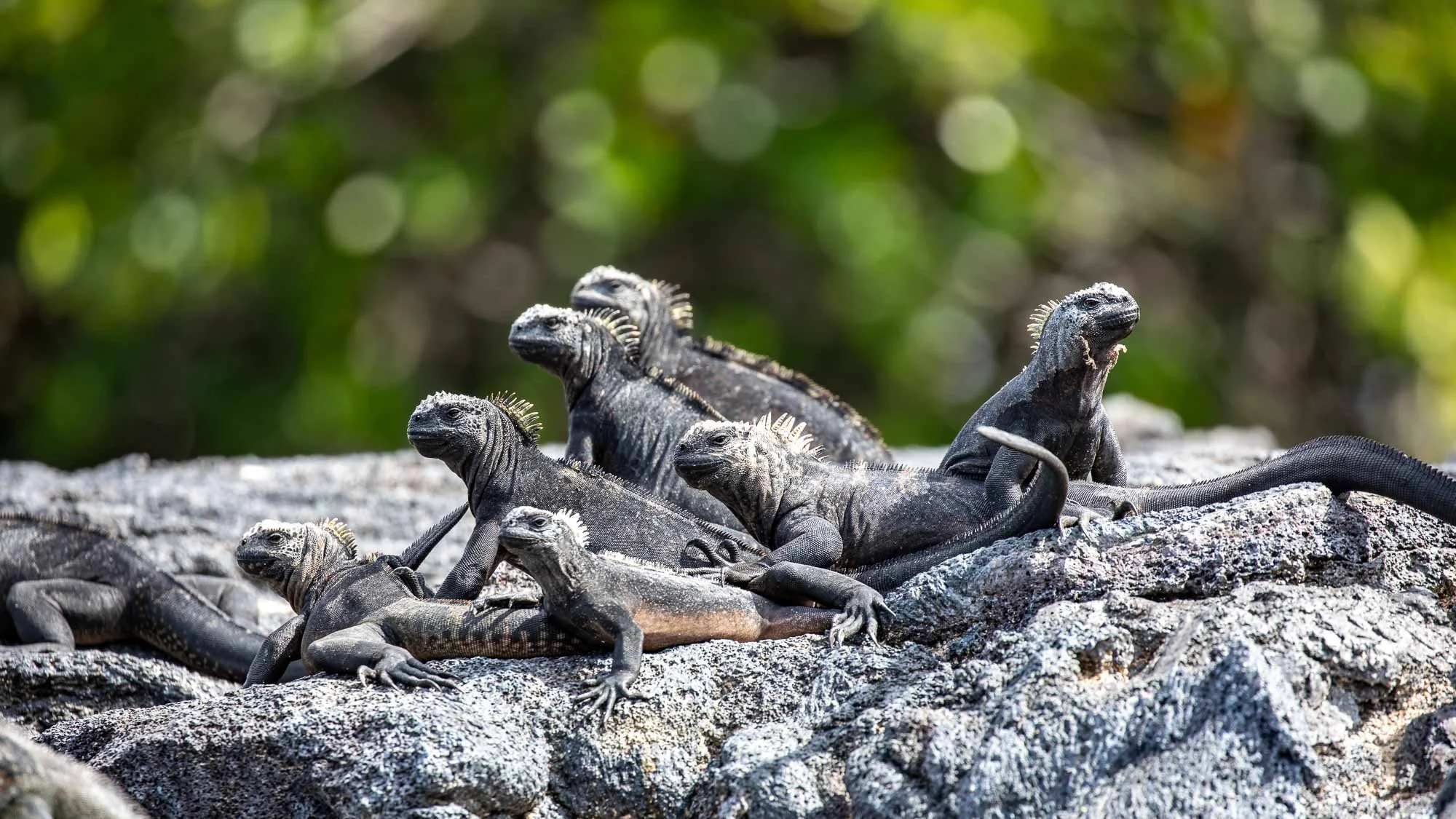 Tierische Foto-Safari vor Fernandina