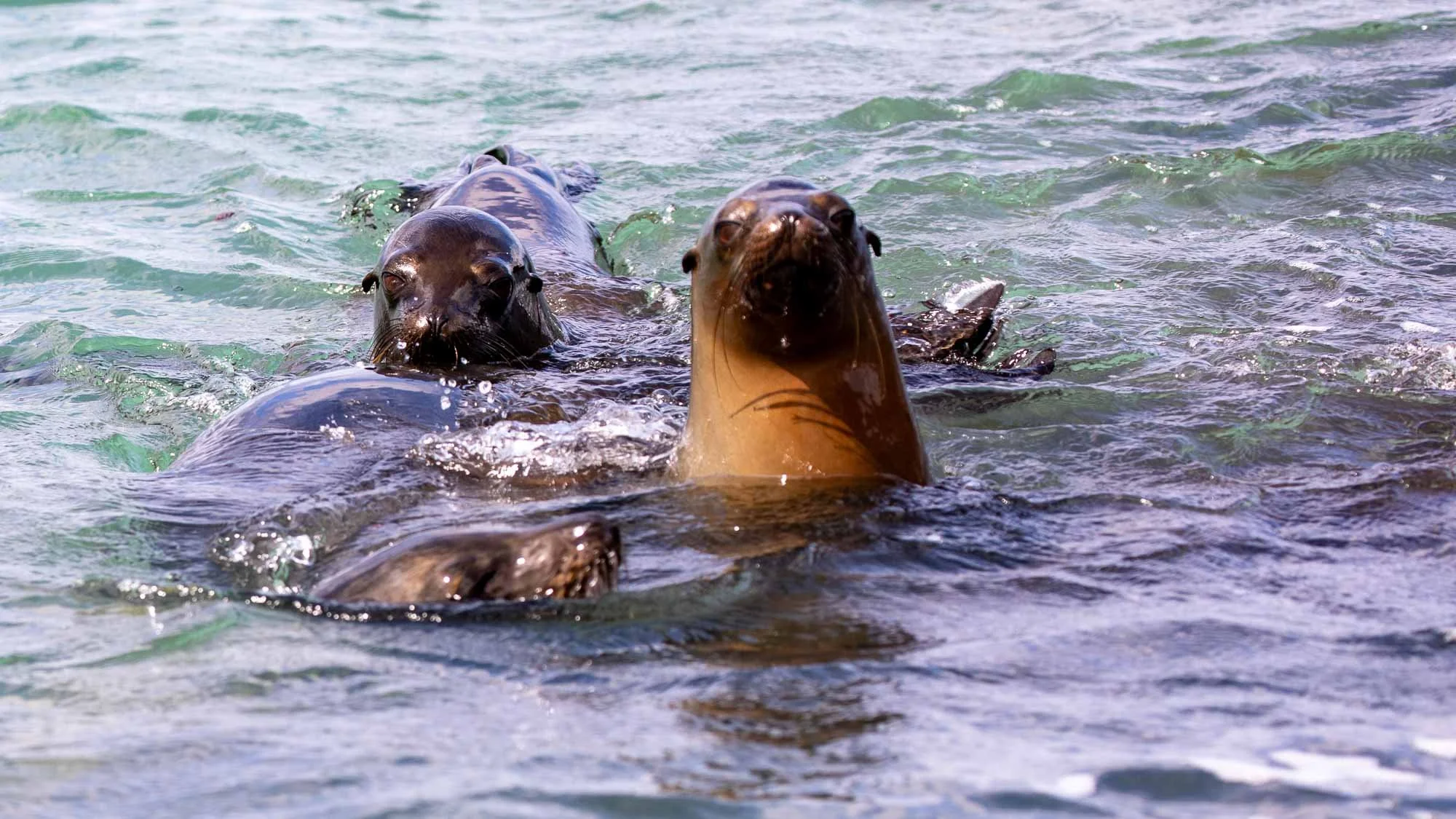 Seelöwen im Action-Modus