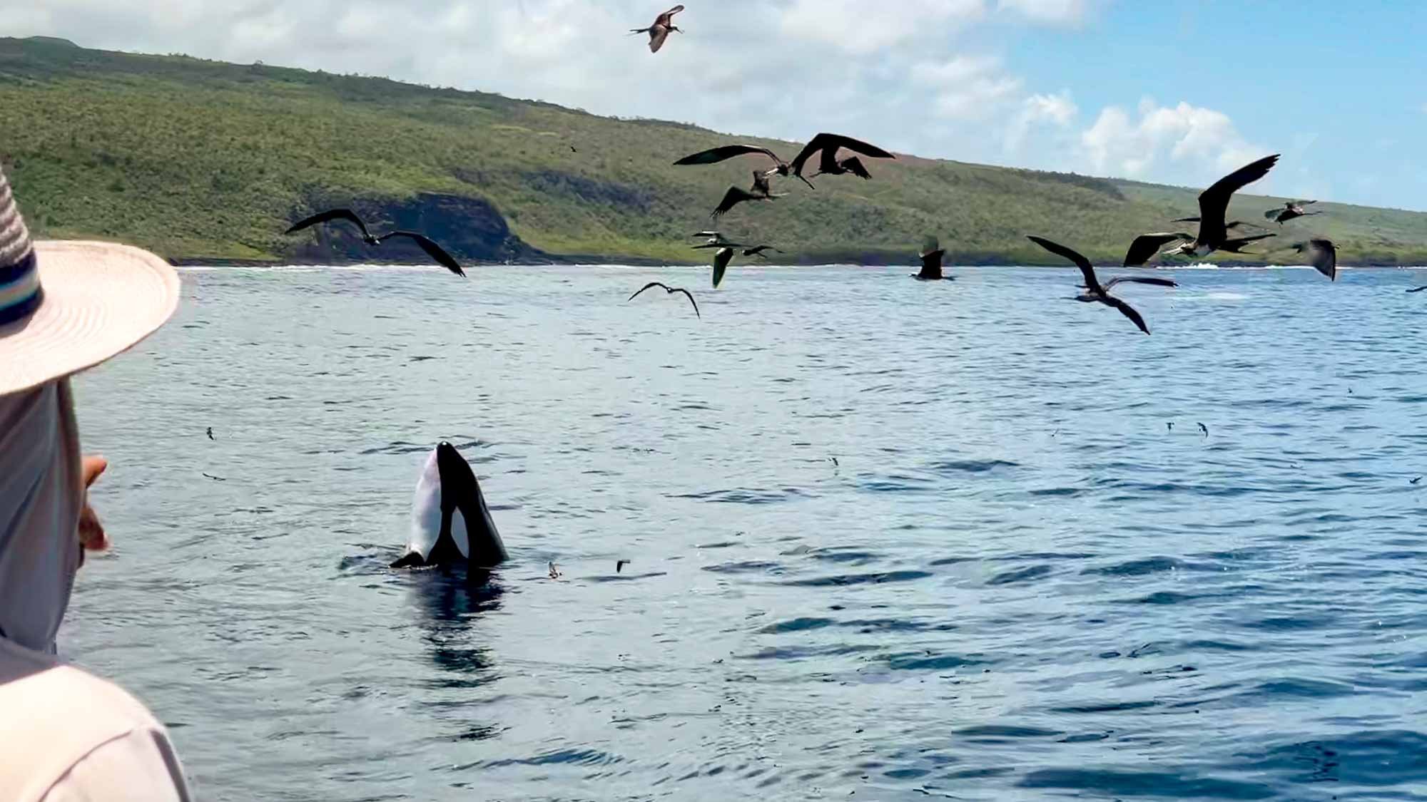 Begegnung mit dem Orca