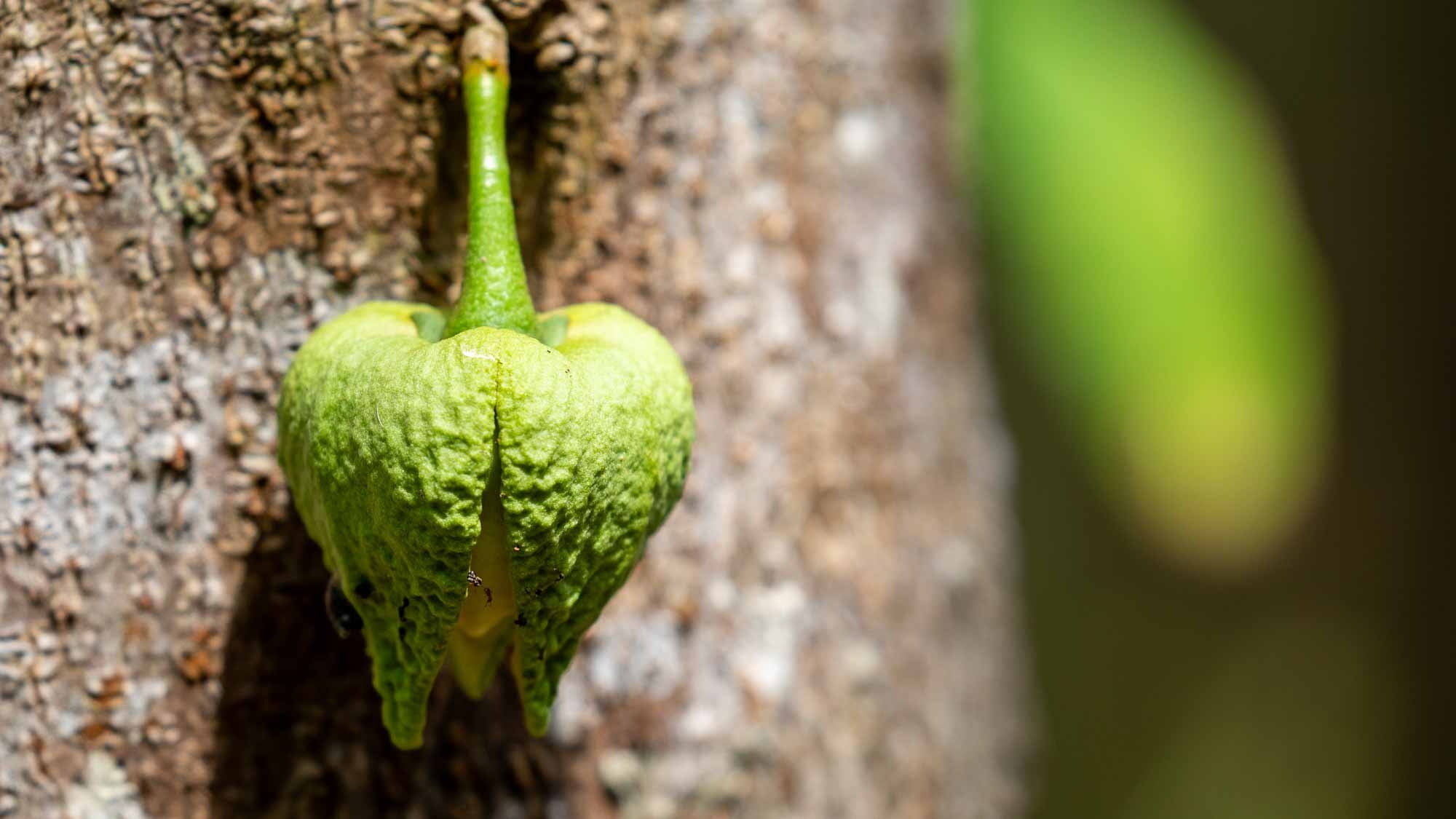 Wanderung durch grüne Berge und auf historischen Spuren