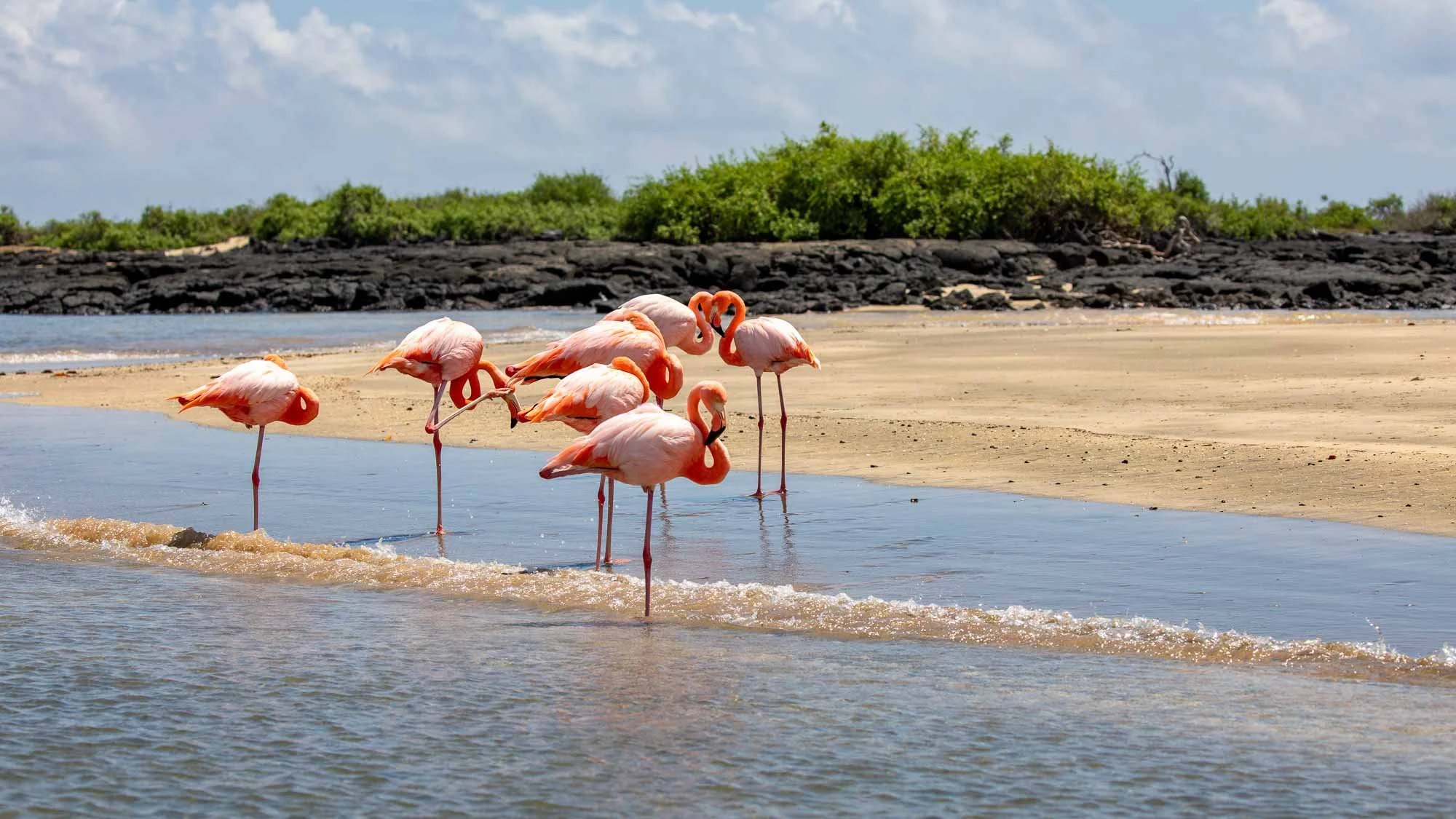 Tierische Beachparty
