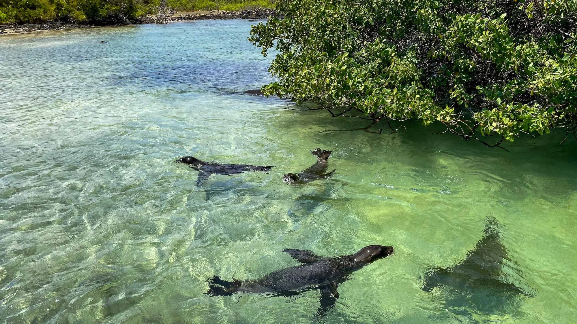 Tenderfahrt zur Traumbucht