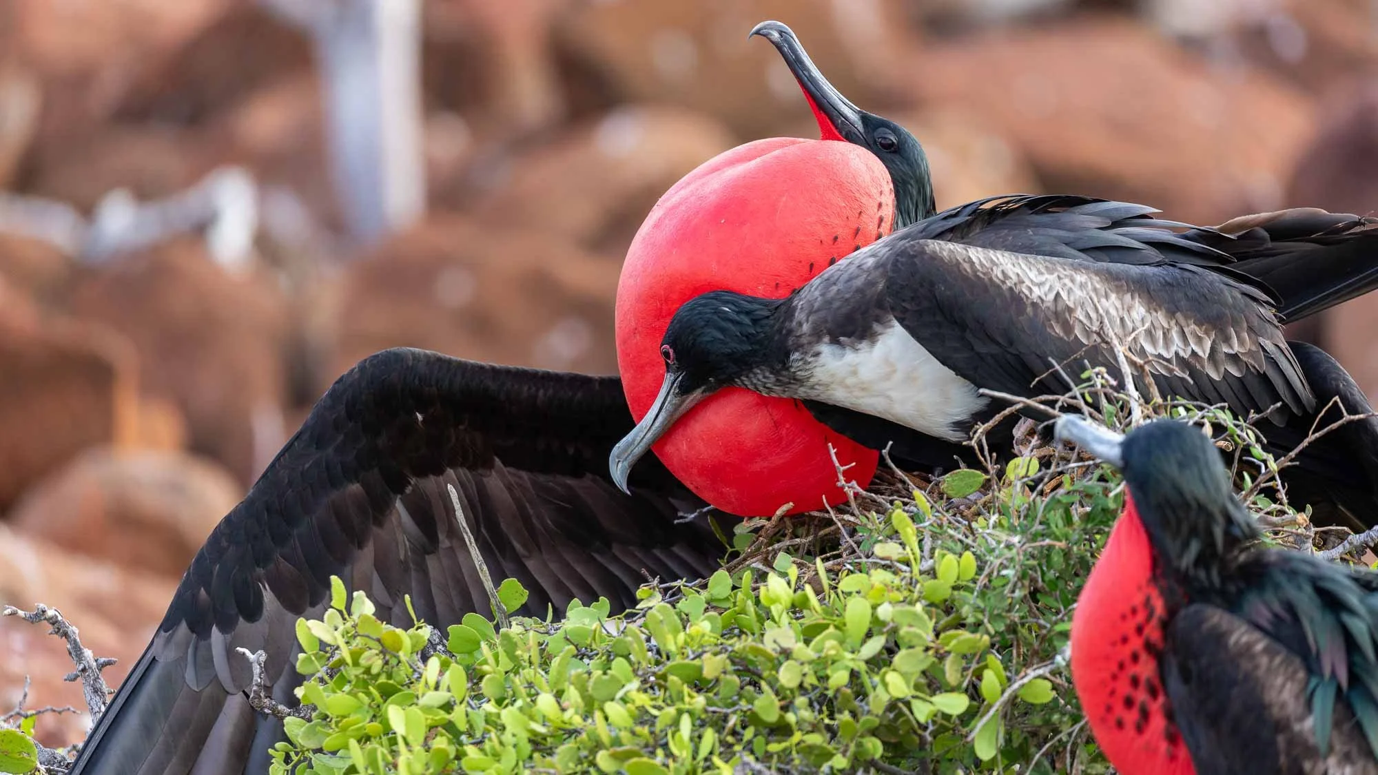 Mit stolz geschwellter Brust