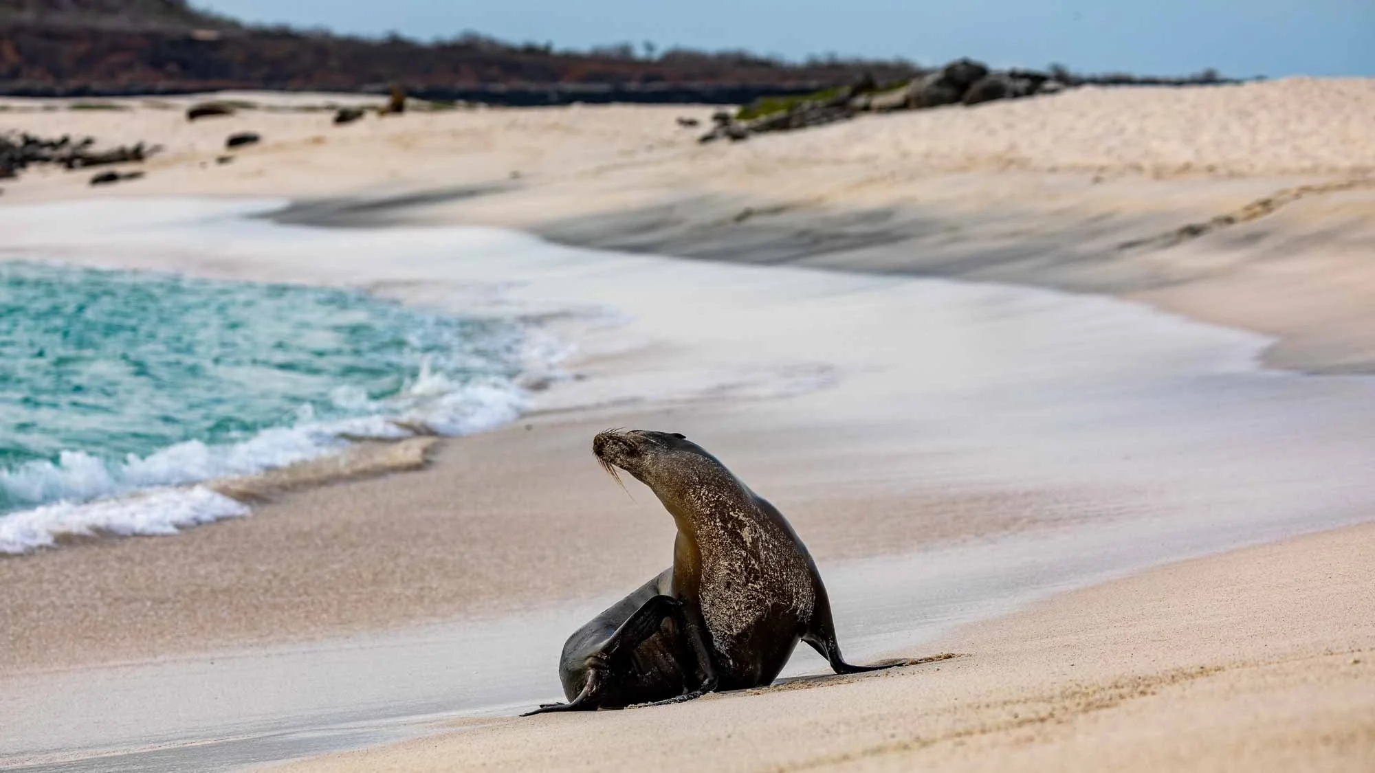 Wild und wunderschön