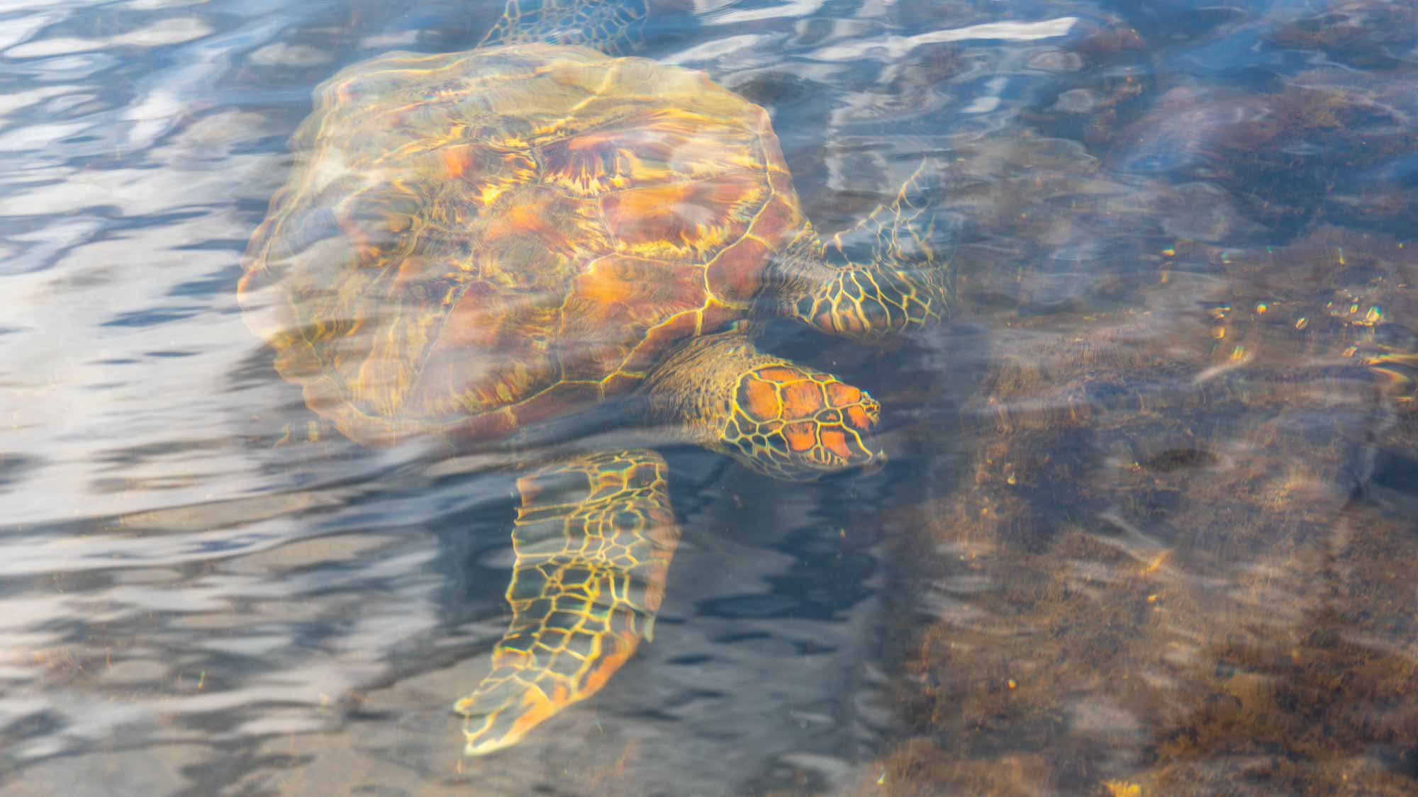 Tauchen und Tenderfahrt, dann eine Insel weiter
