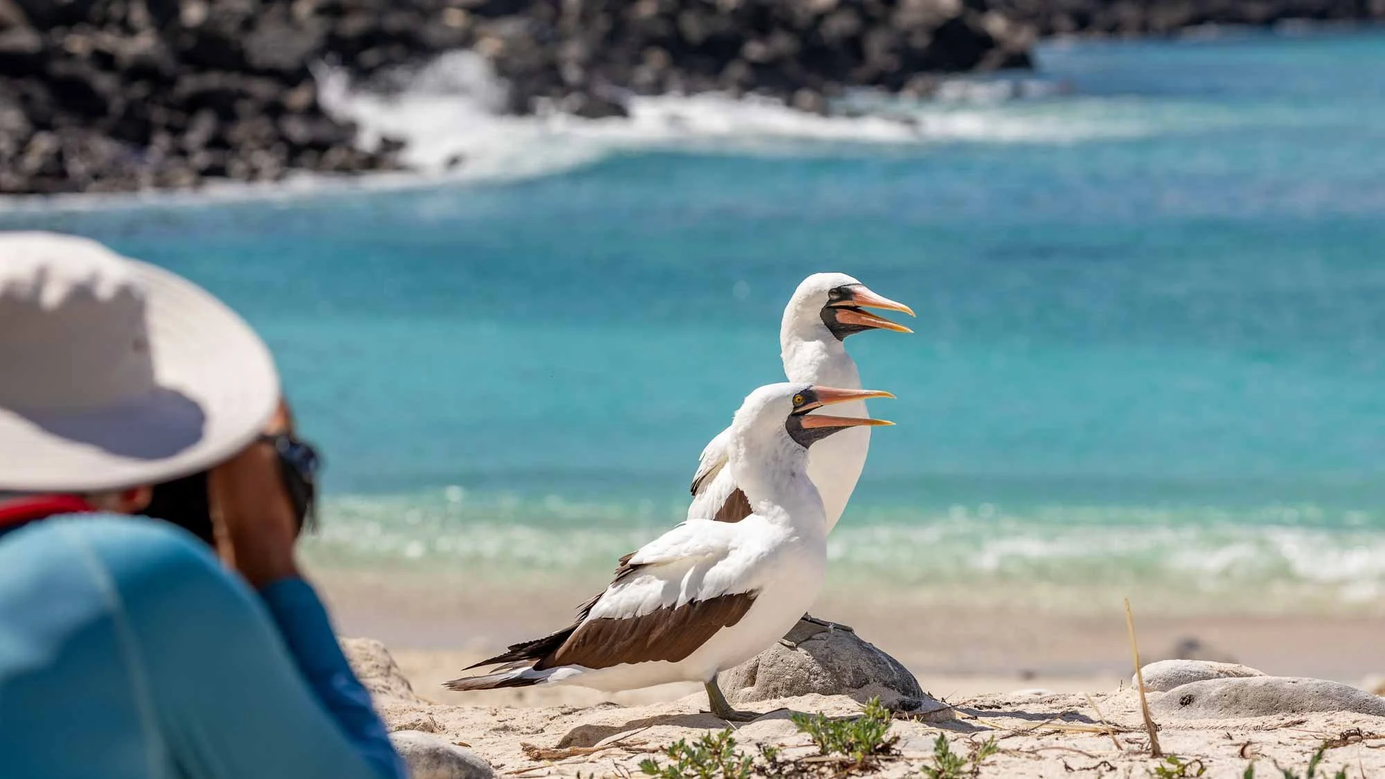 Vogelshow mit Nestbau-Theater