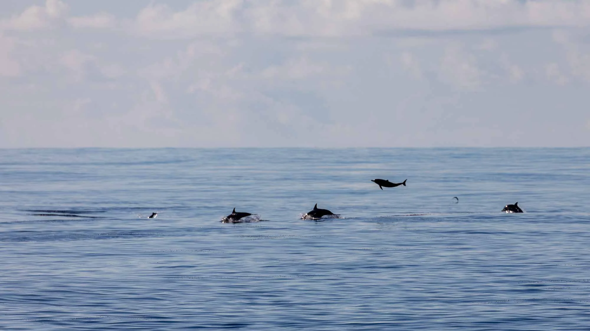 Mit den Delfinen nach Süden 