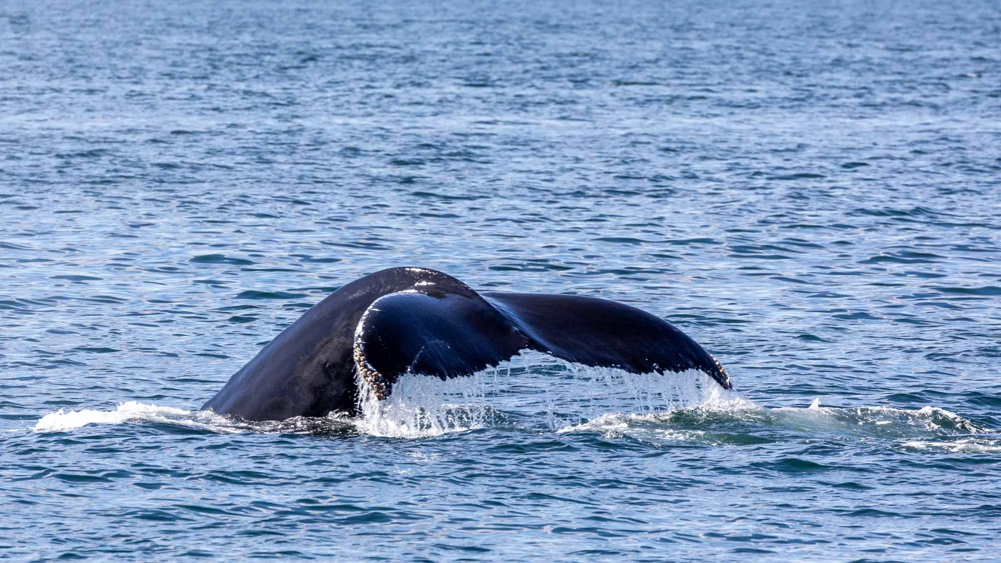 Whale Watching hinter Portland