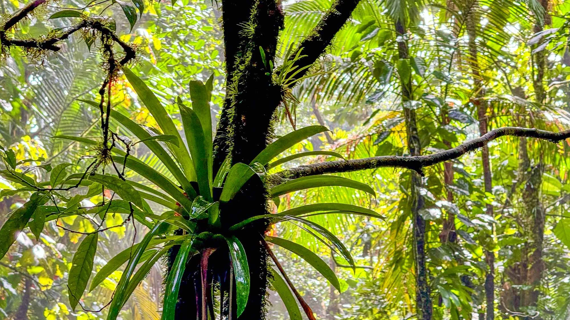 Tropische Vegetation und menschenleere Strände