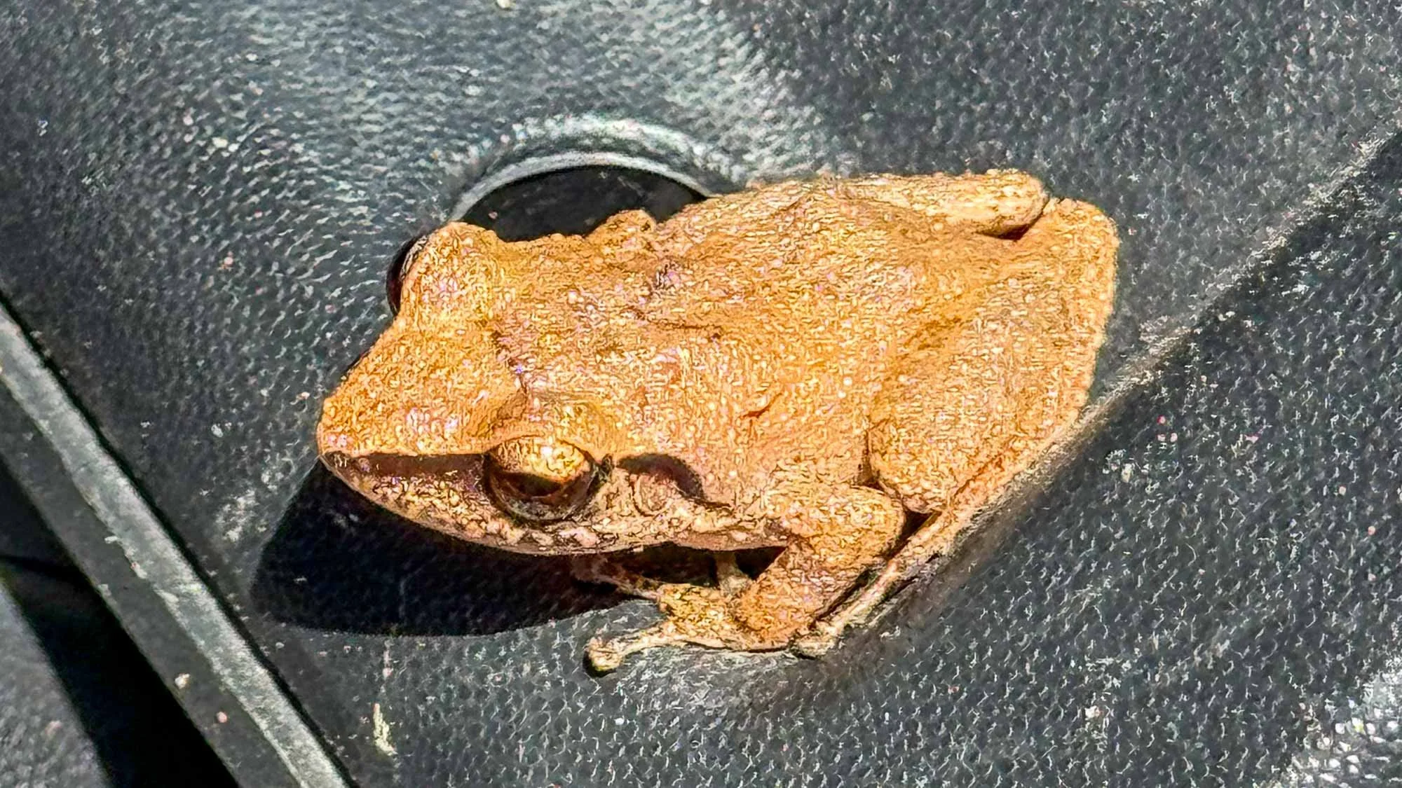 Wir haben einen neuen Freund