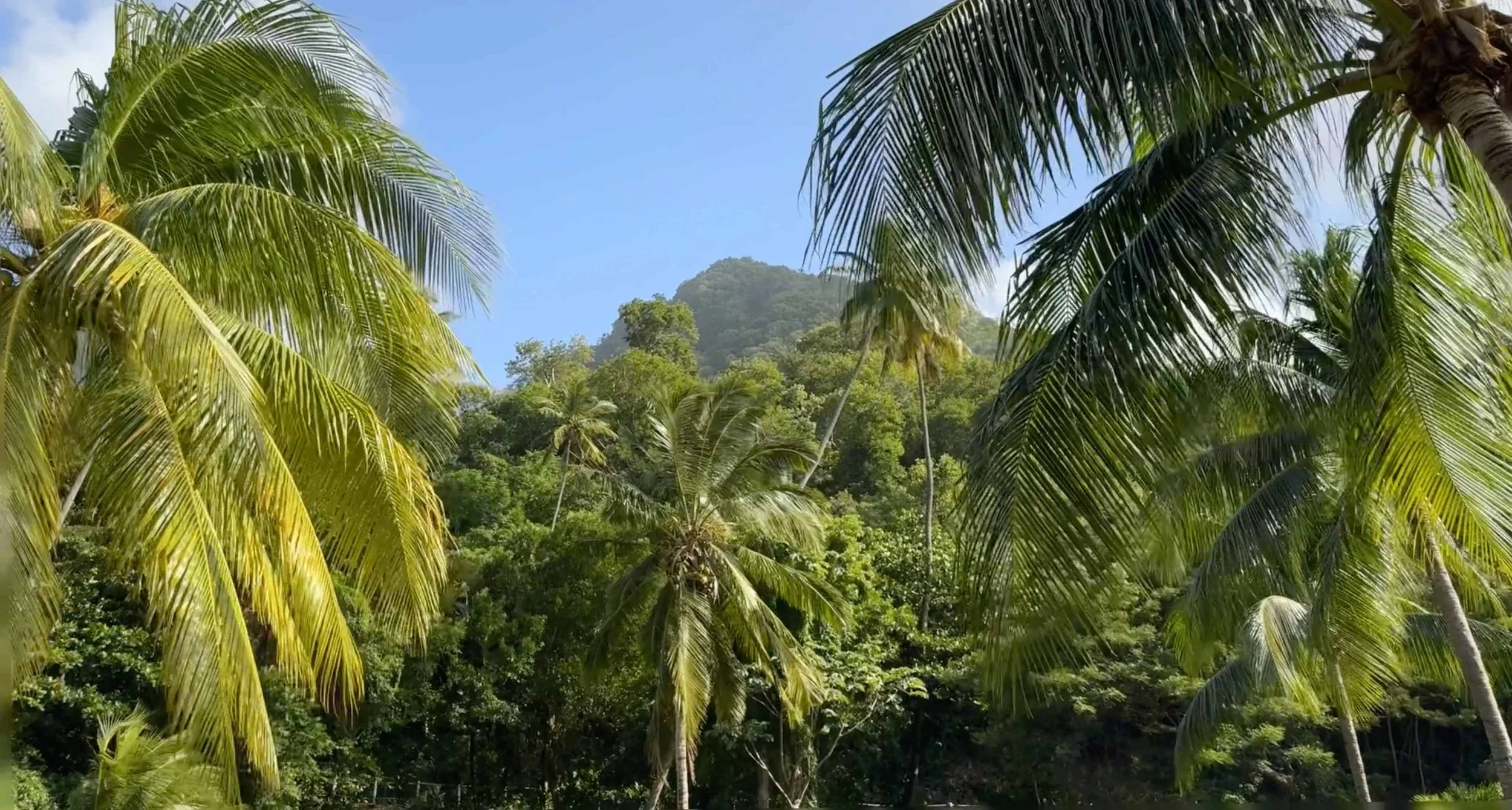 Film: Traumhafte Tage unter Palmen