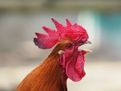 animal-chicken-cockscomb-34770-e1523581739346.jpg