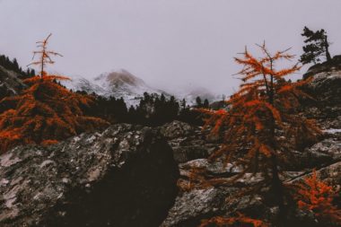pexels-photo-1405379-e1536880392763.jpeg