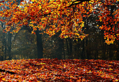 autumn-e1501542403485.jpg