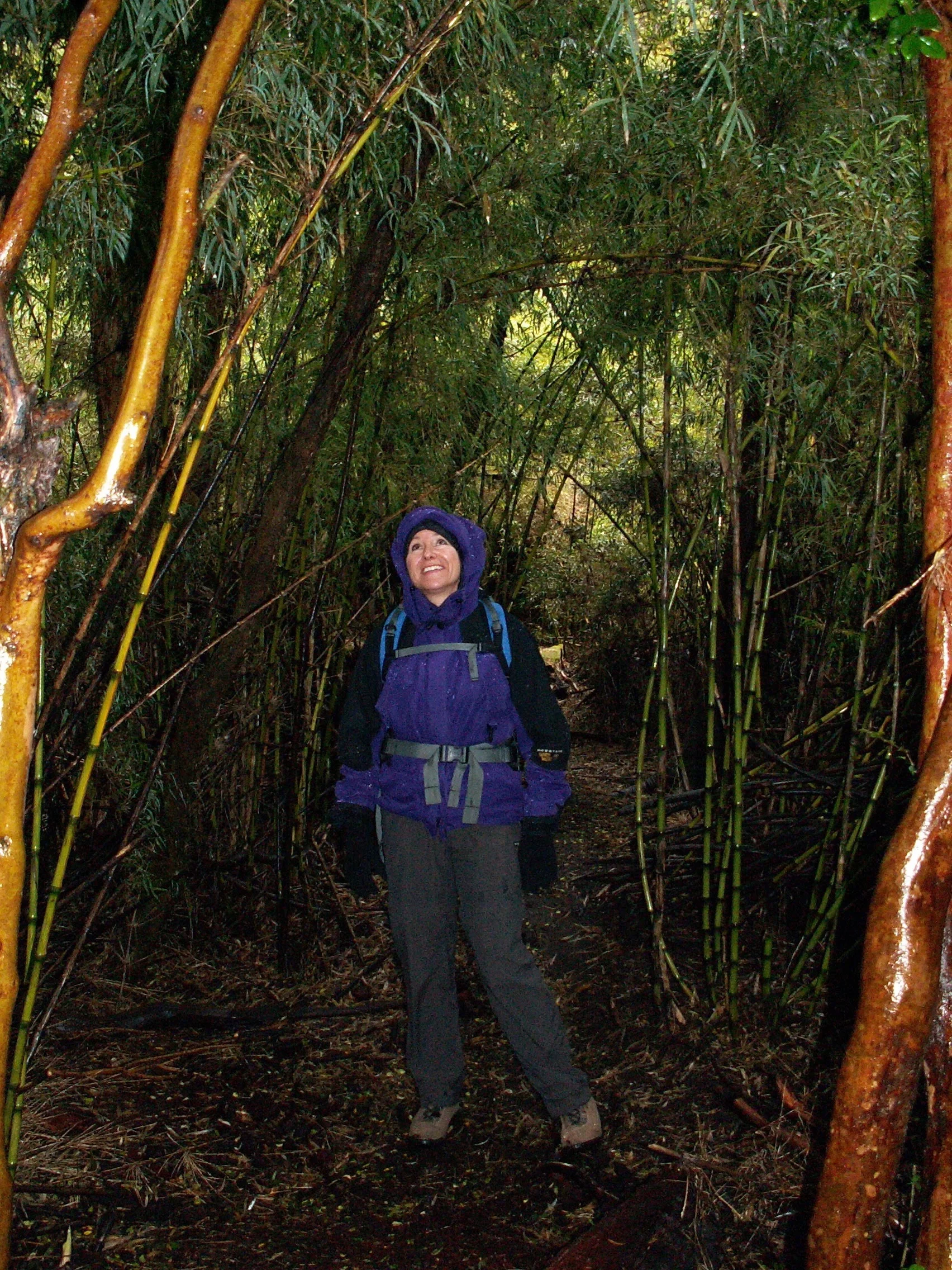 Forest Pic.jpg