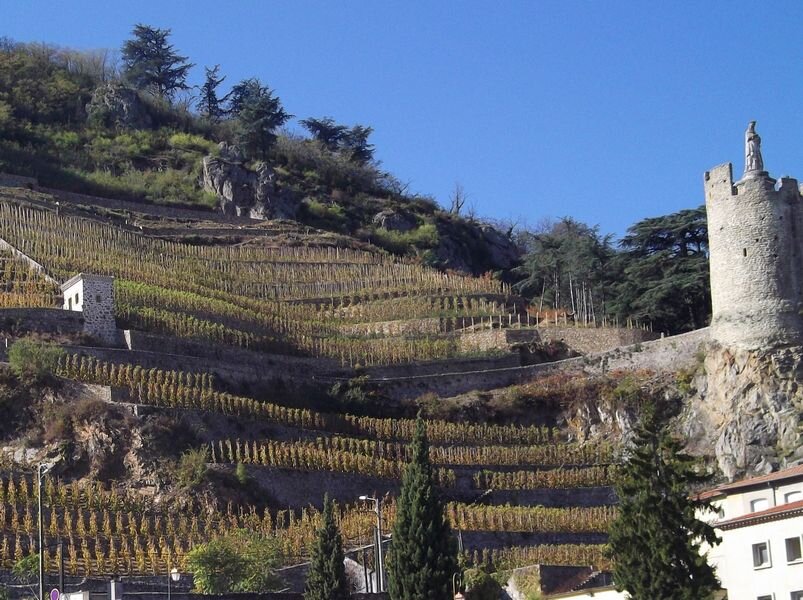 hillside-vineyard.jpg