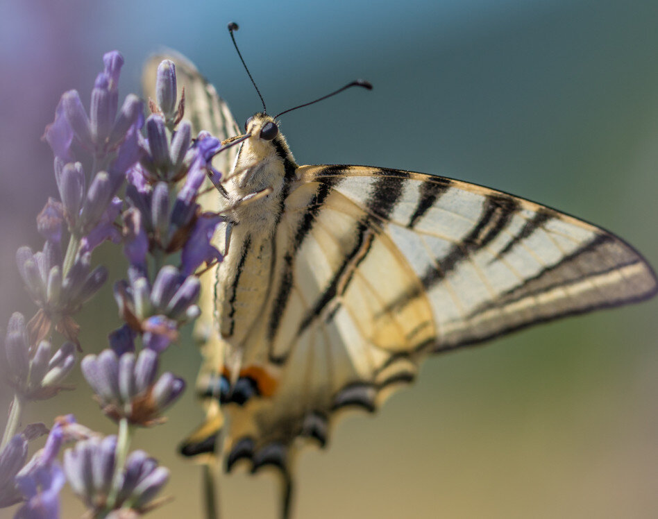 butterfly and lavender drome