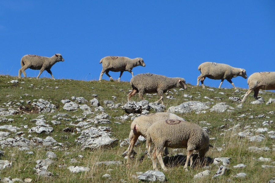 sheep in mountains