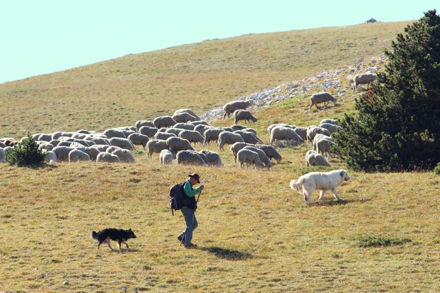 shepherd walking holiday