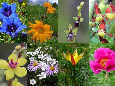 wildlife &amp; flowers