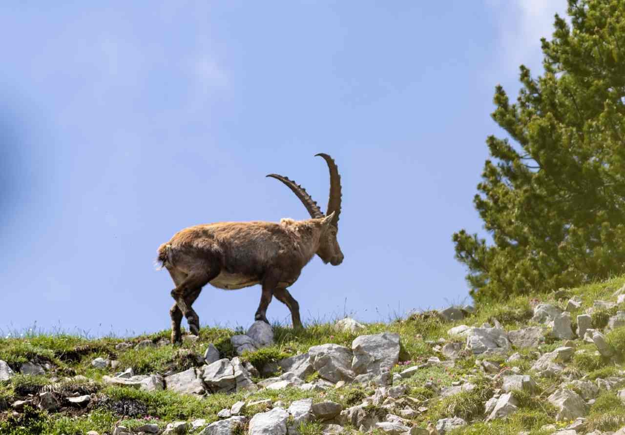 ibex on vercors walking holiday.jpg