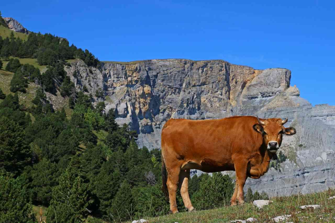 springwalking france.jpg