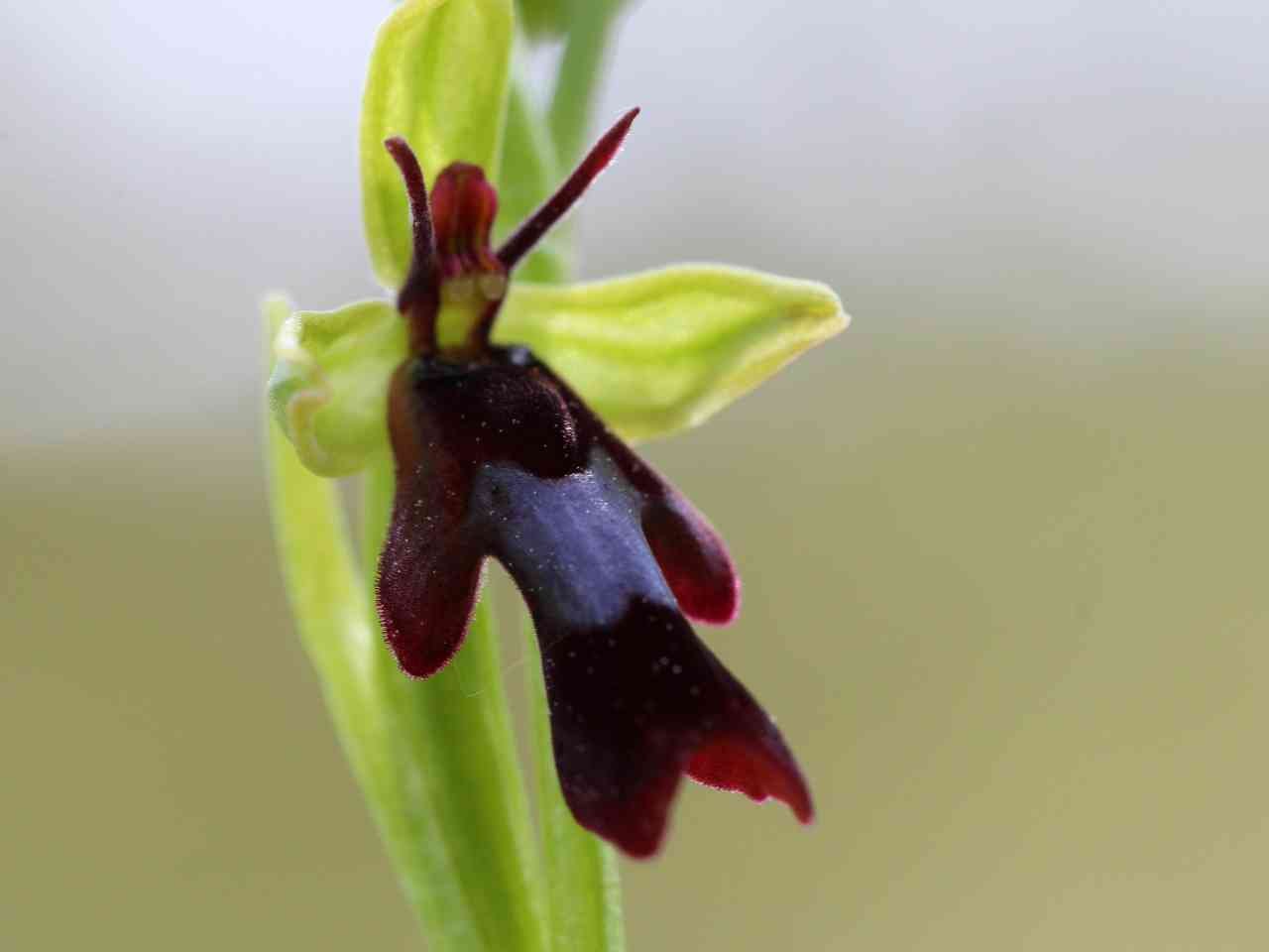 fly orchid drome.jpg