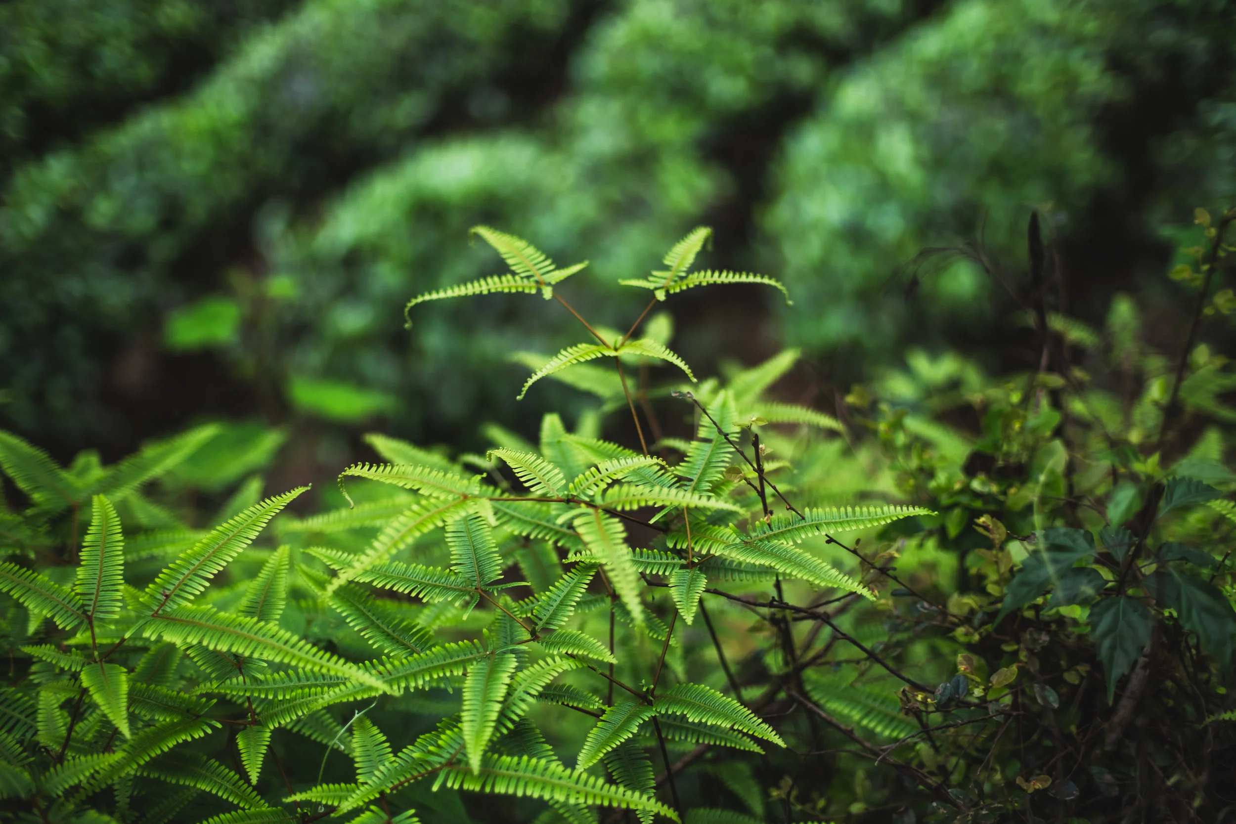 Wuyi White Tea - self-made tea experiment