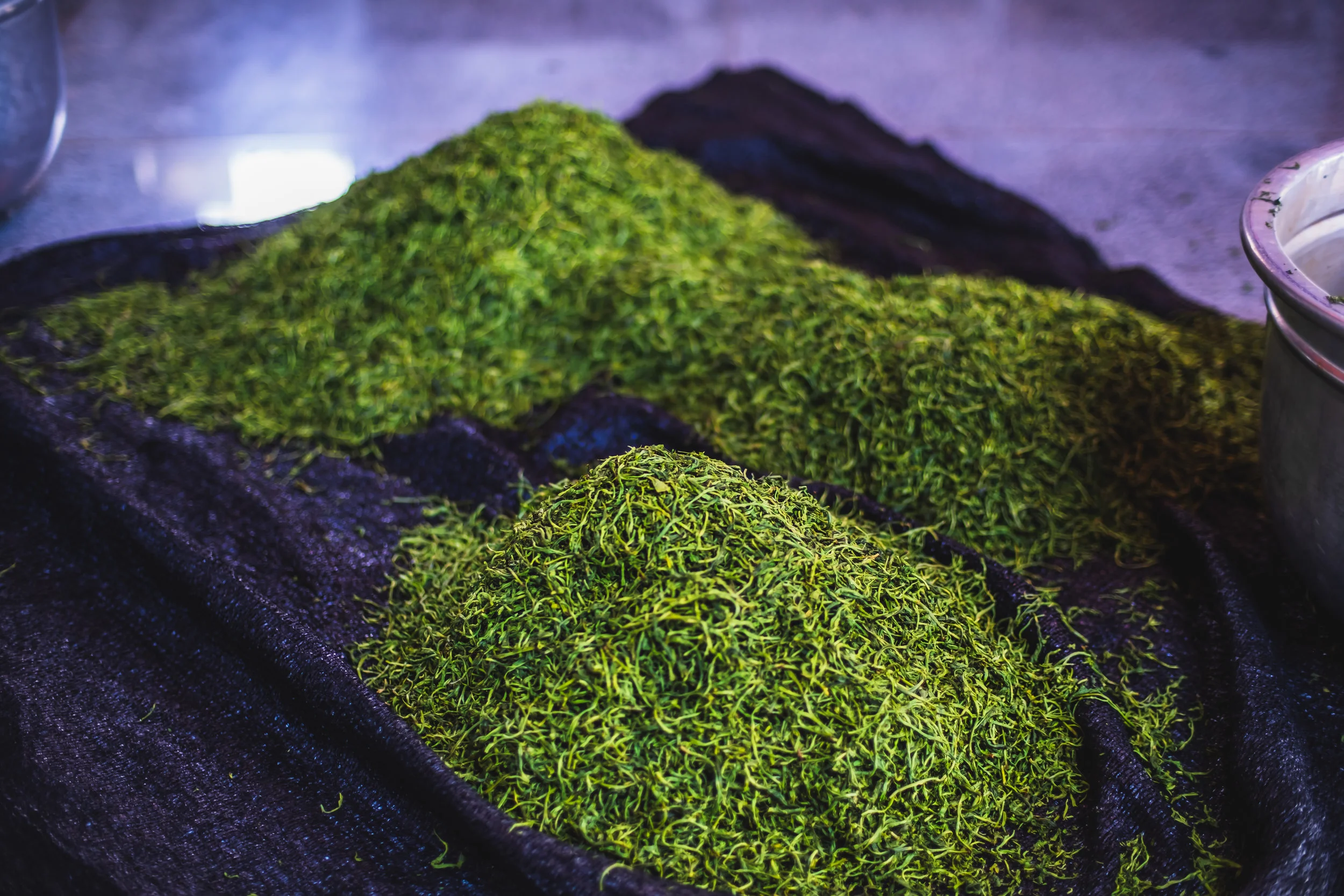 Making tea @teastudio in the Nilgiris