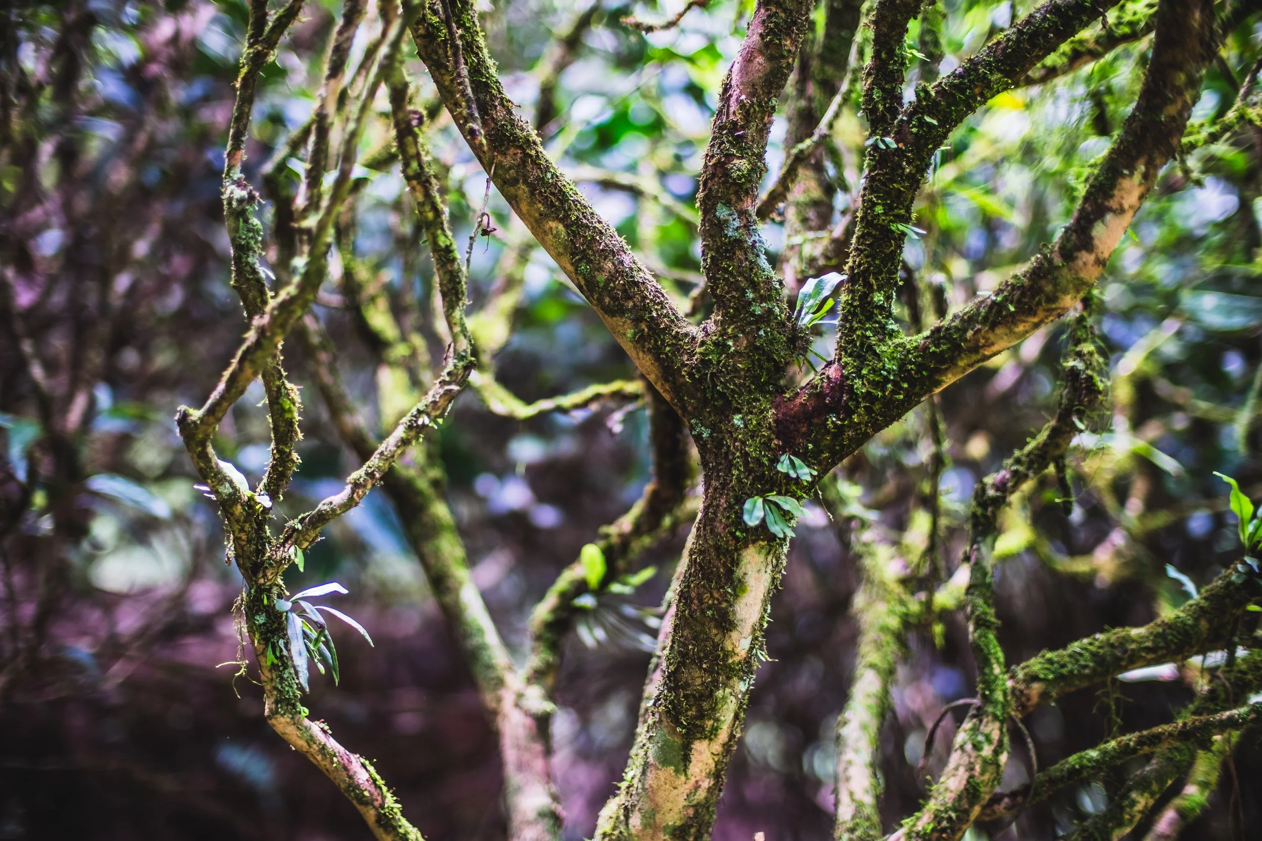 Mid-Autumn: Yancha Oolong tasting with SiCha