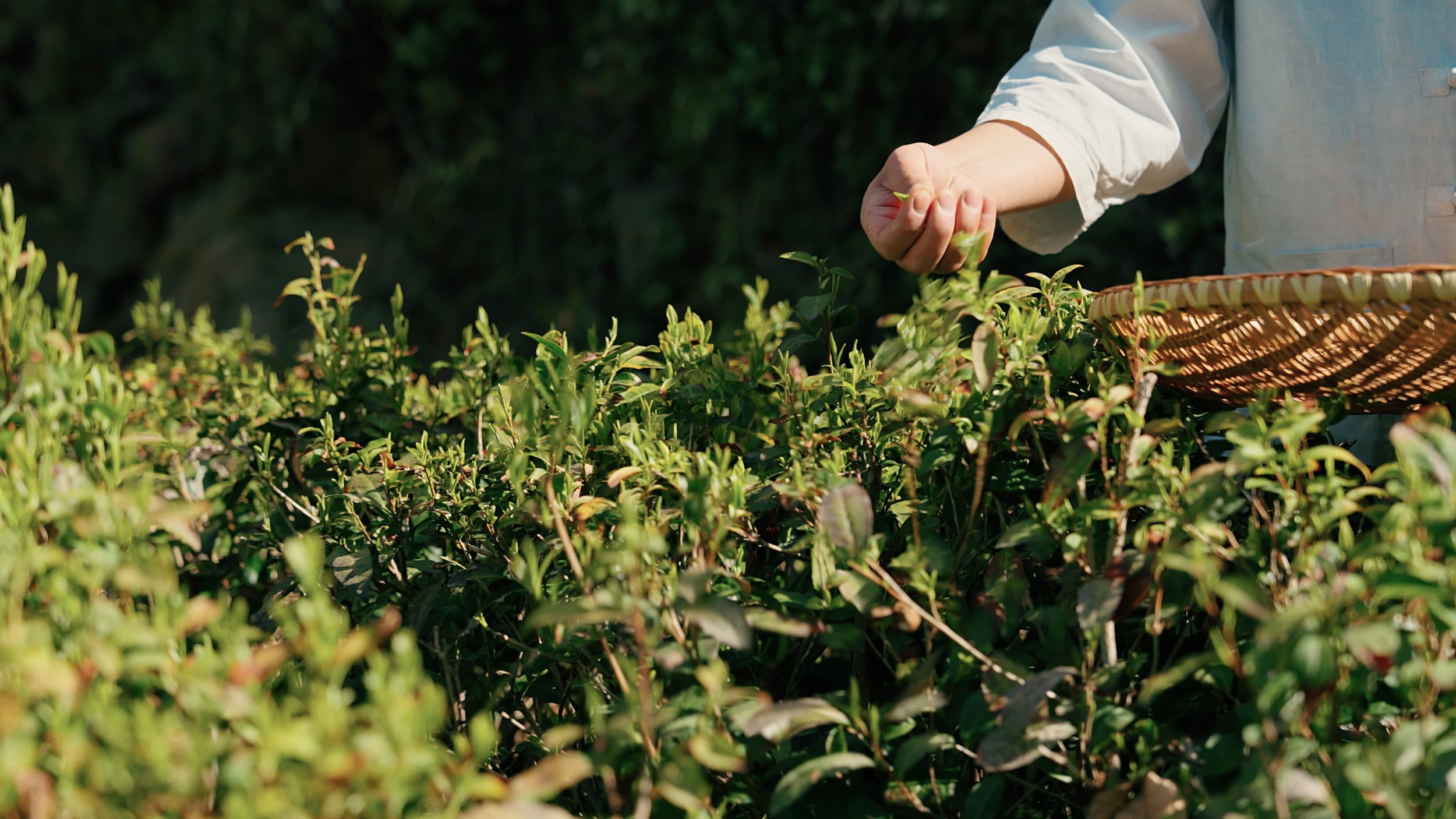 DOJAE GREEN TEA (40).jpg